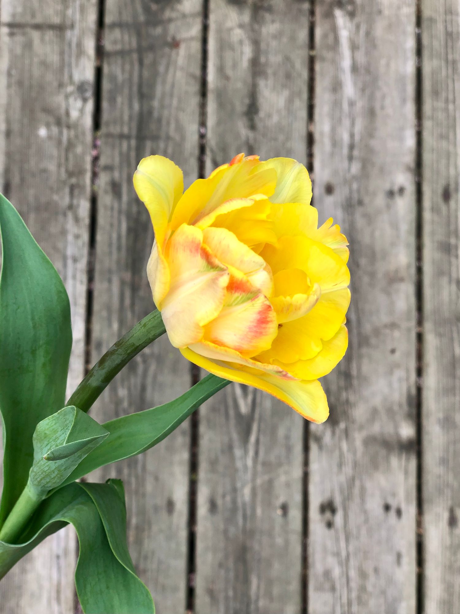 TULIPA Foxy Foxtrot