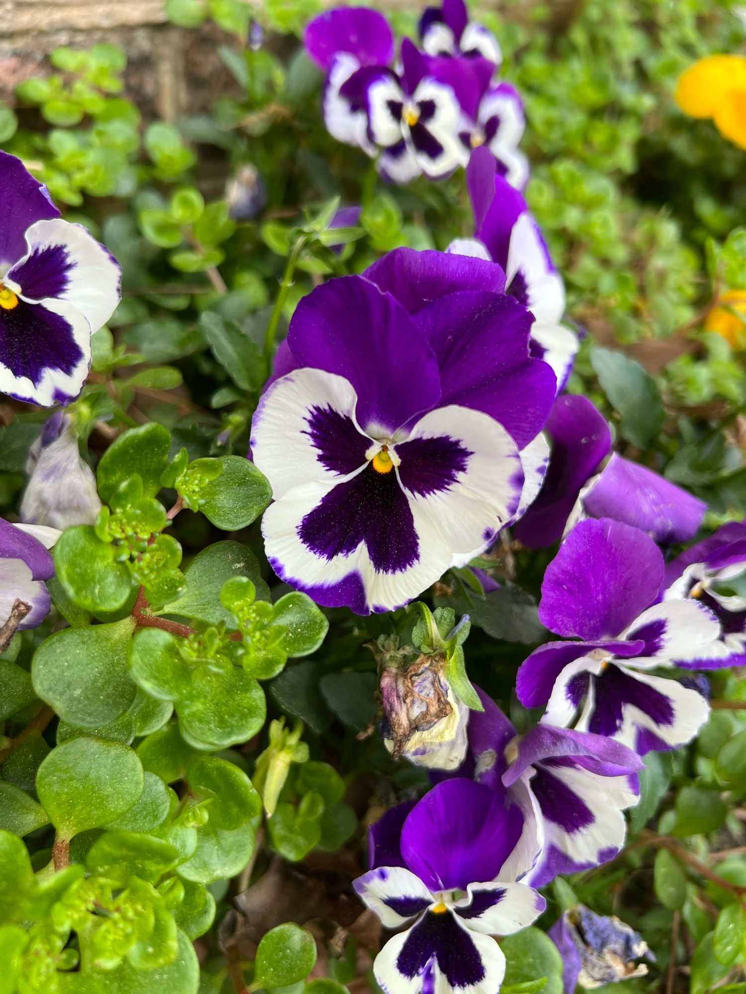 VIOLA