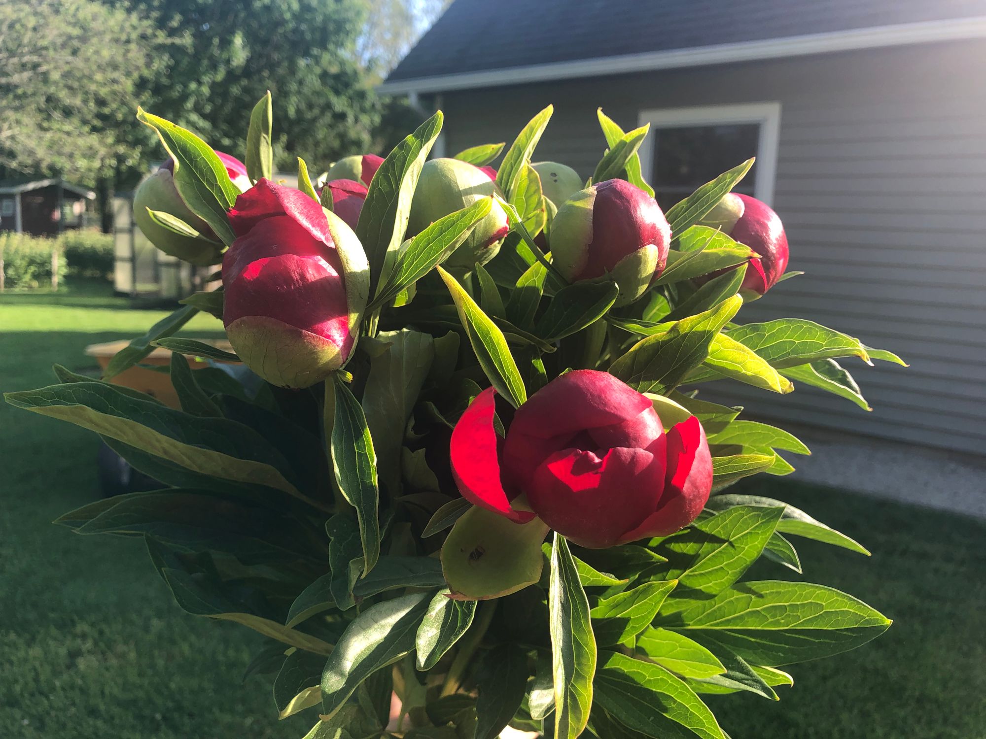 PAEONIA lactiflora x officinalis Red Charm