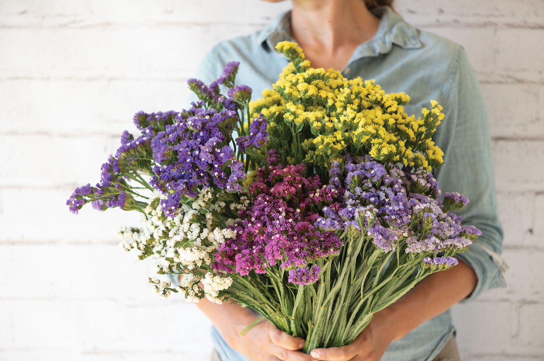 LIMONIUM sinuatum Seeker