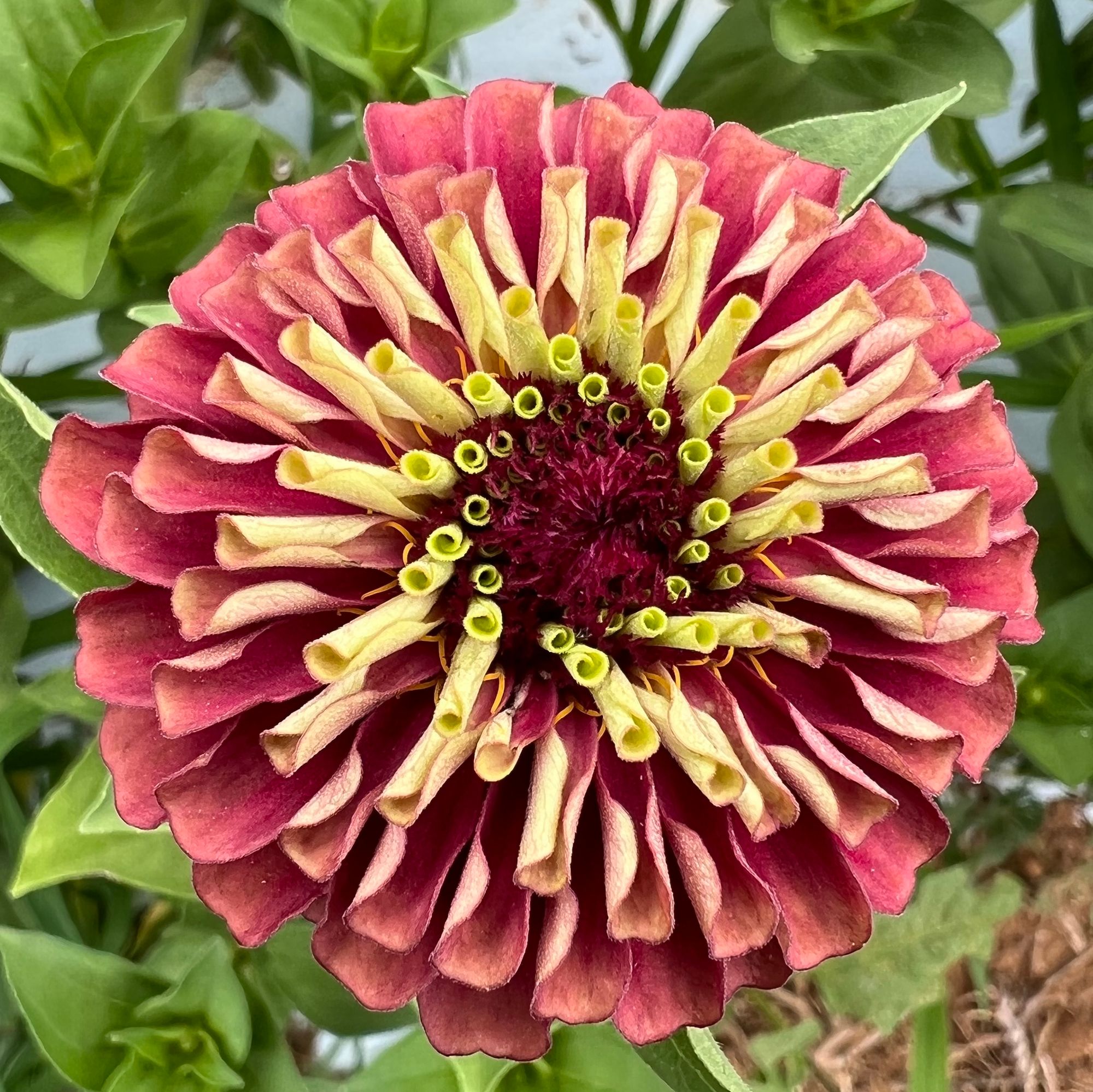 ZINNIA elegans Queen Series