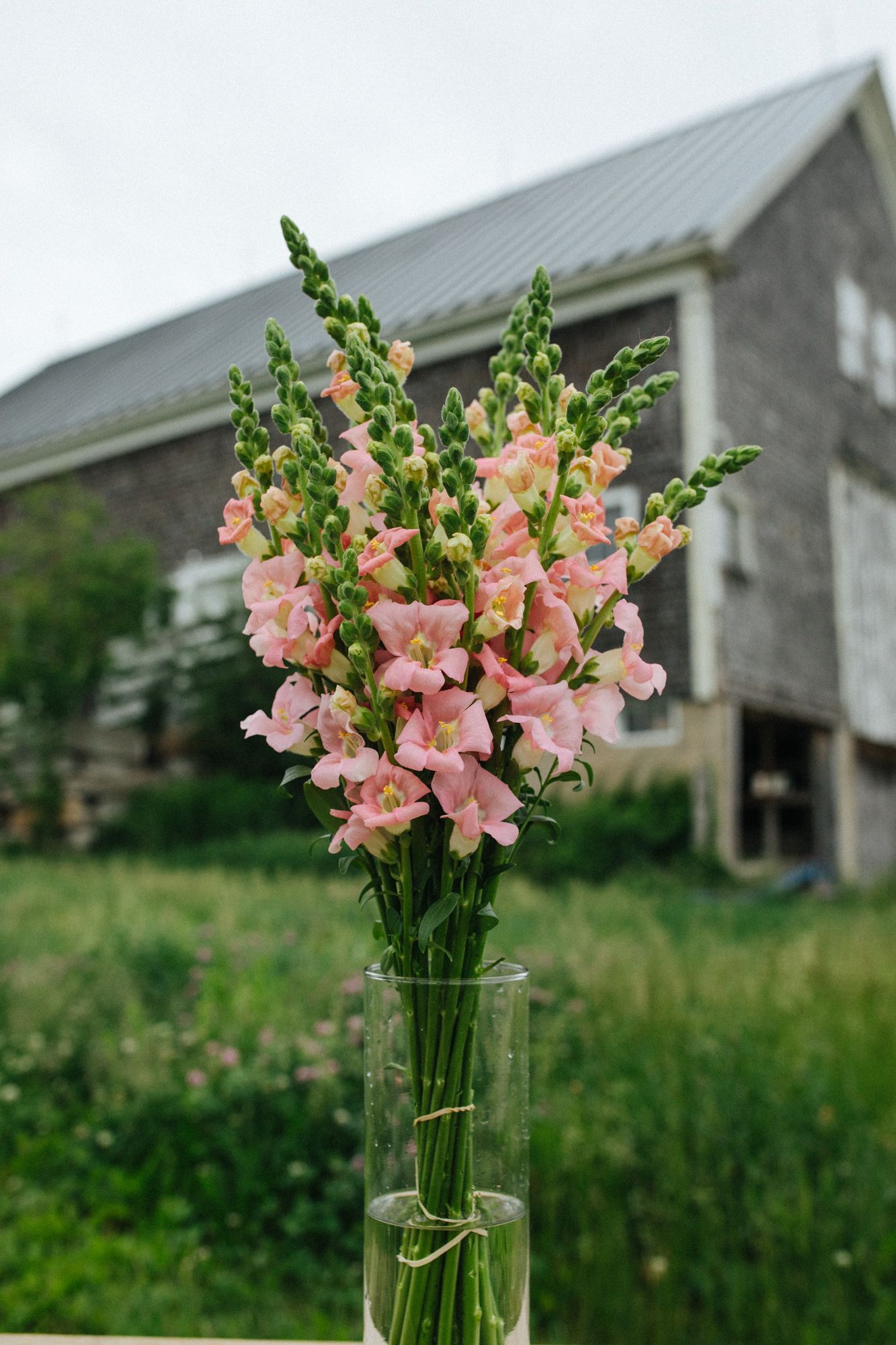 ANTIRRHINUM majus Chantilly