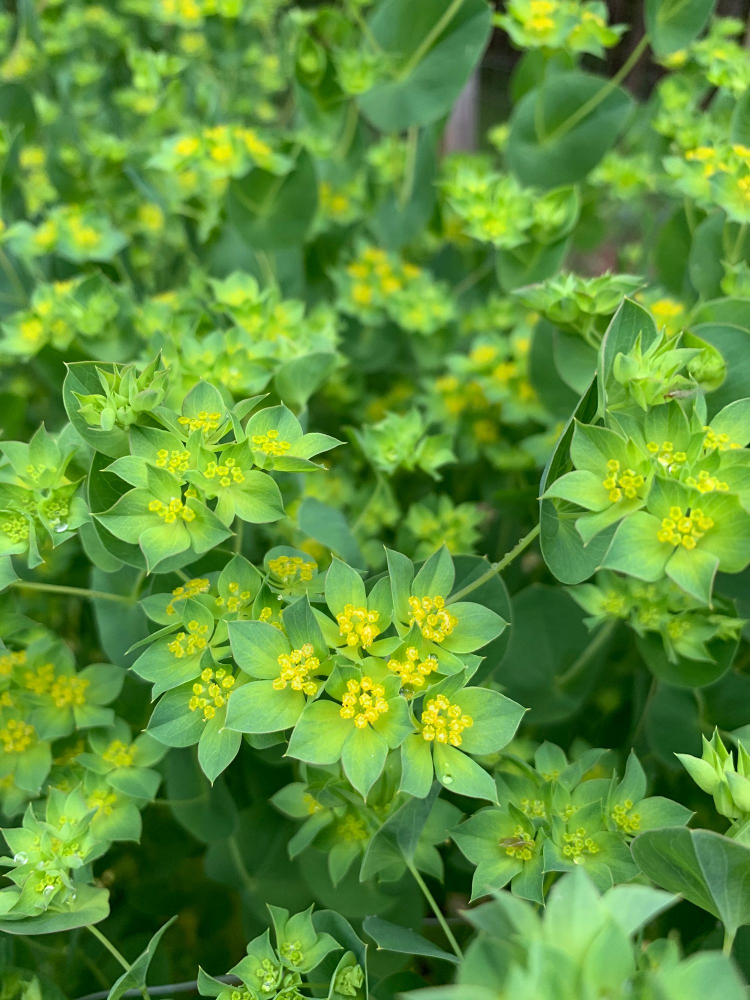 BUPLEURUM rotundifolium