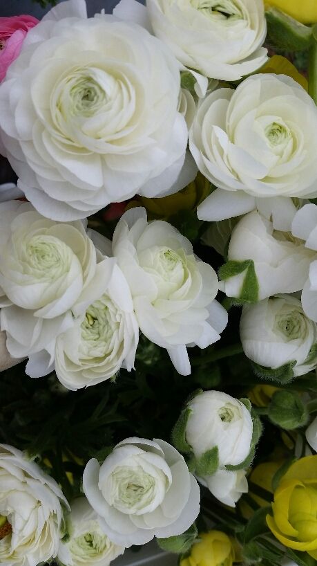 RANUNCULUS