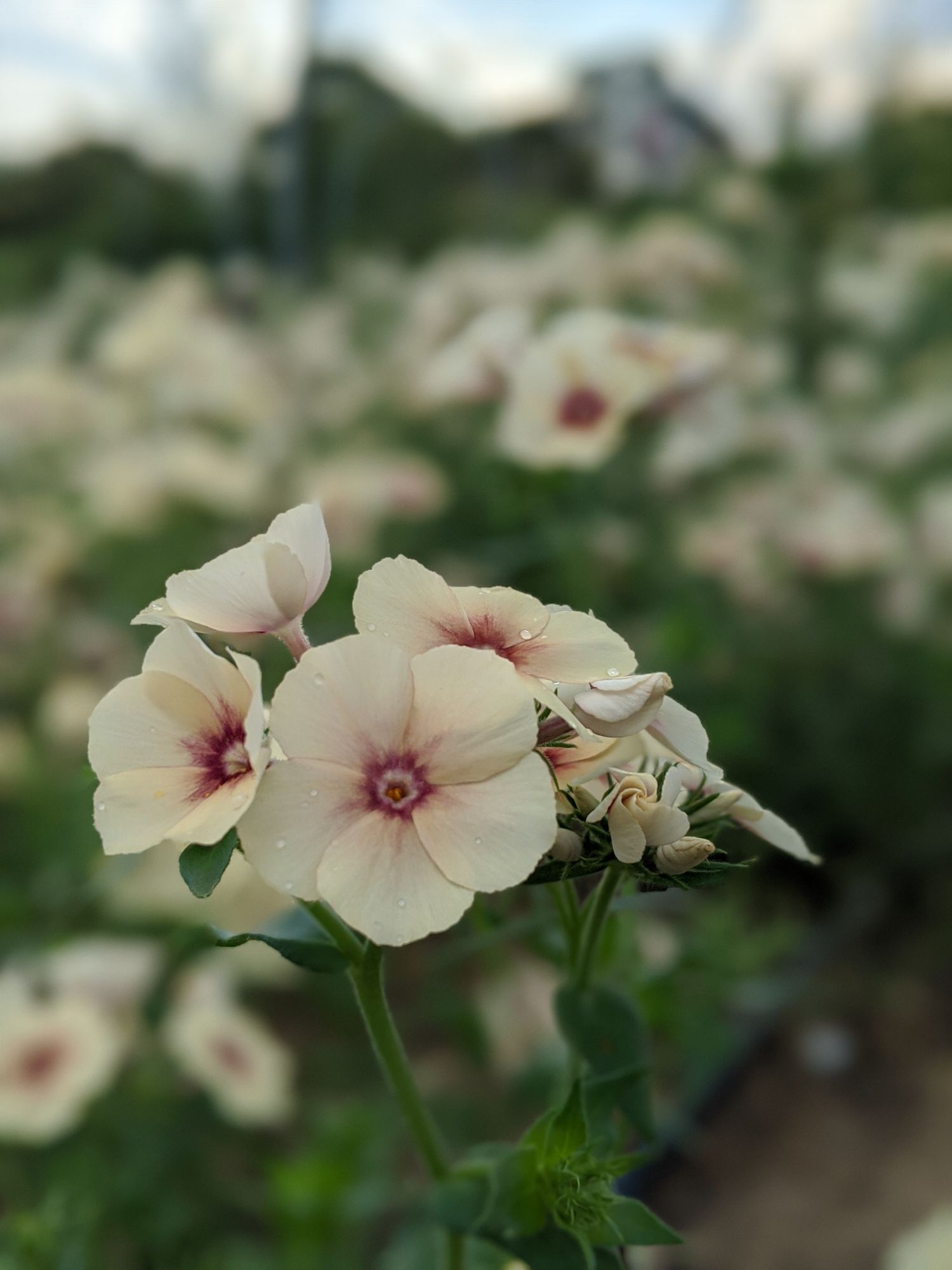 PHLOX drummondii Cherry Caramel