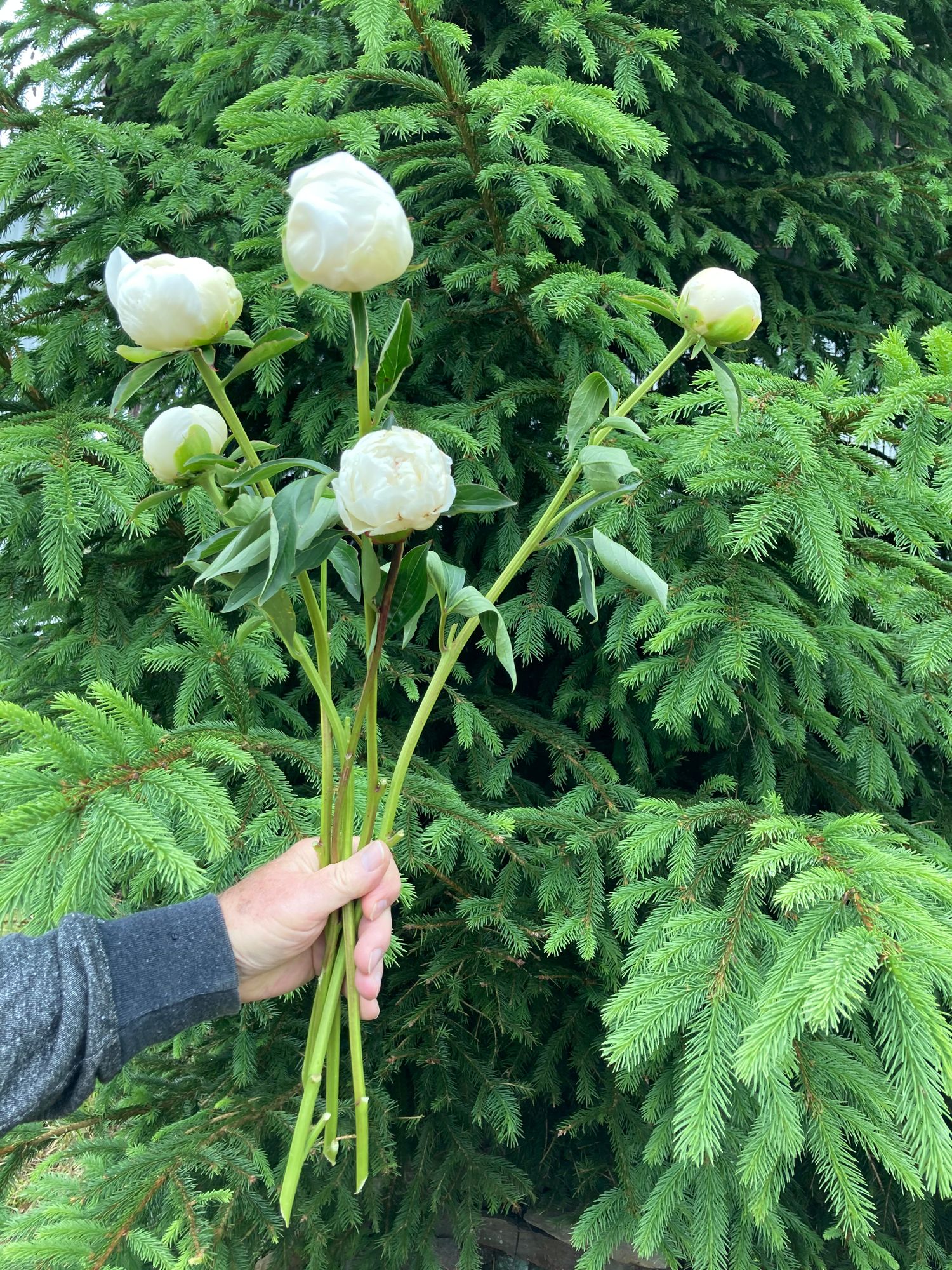 PAEONIA lactiflora Festiva Maxima