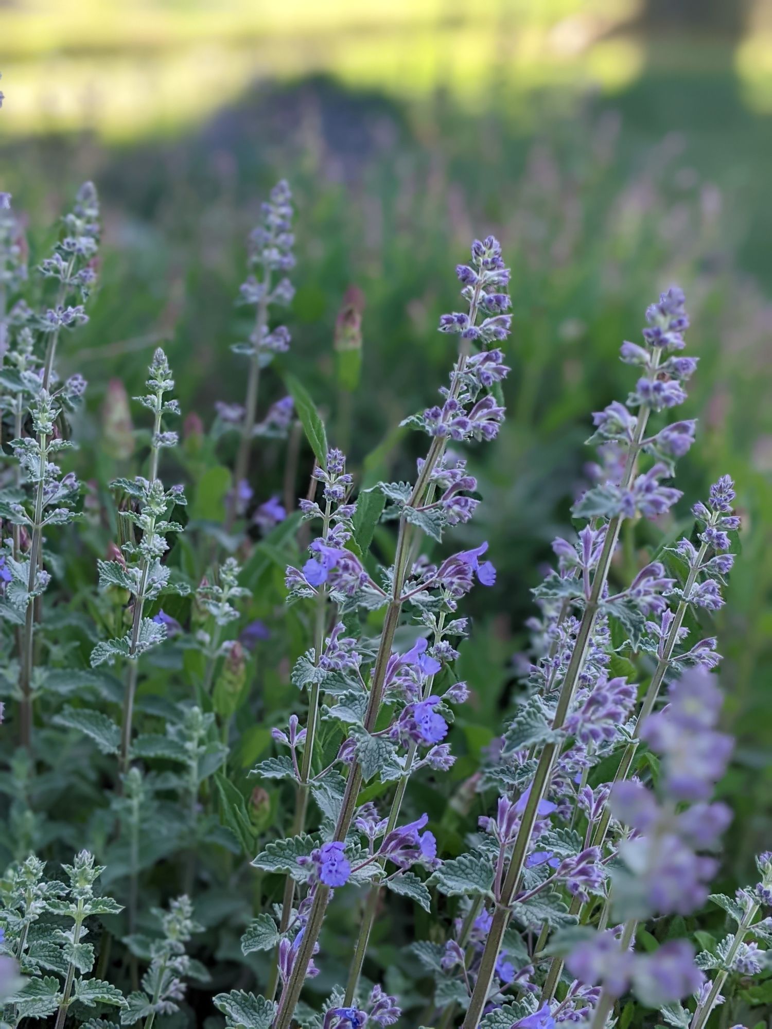 NEPETA cataria