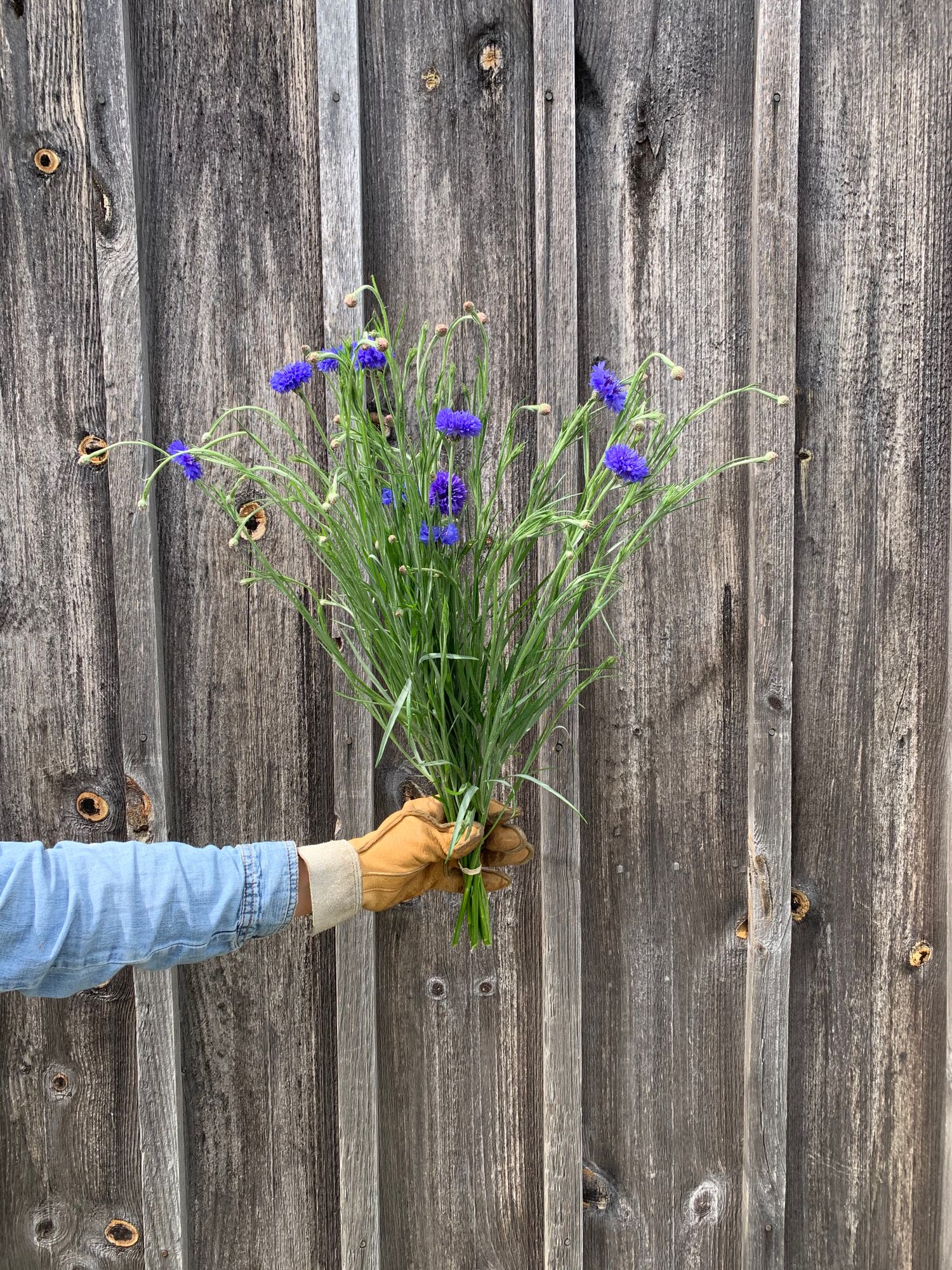 CENTAUREA alpestris