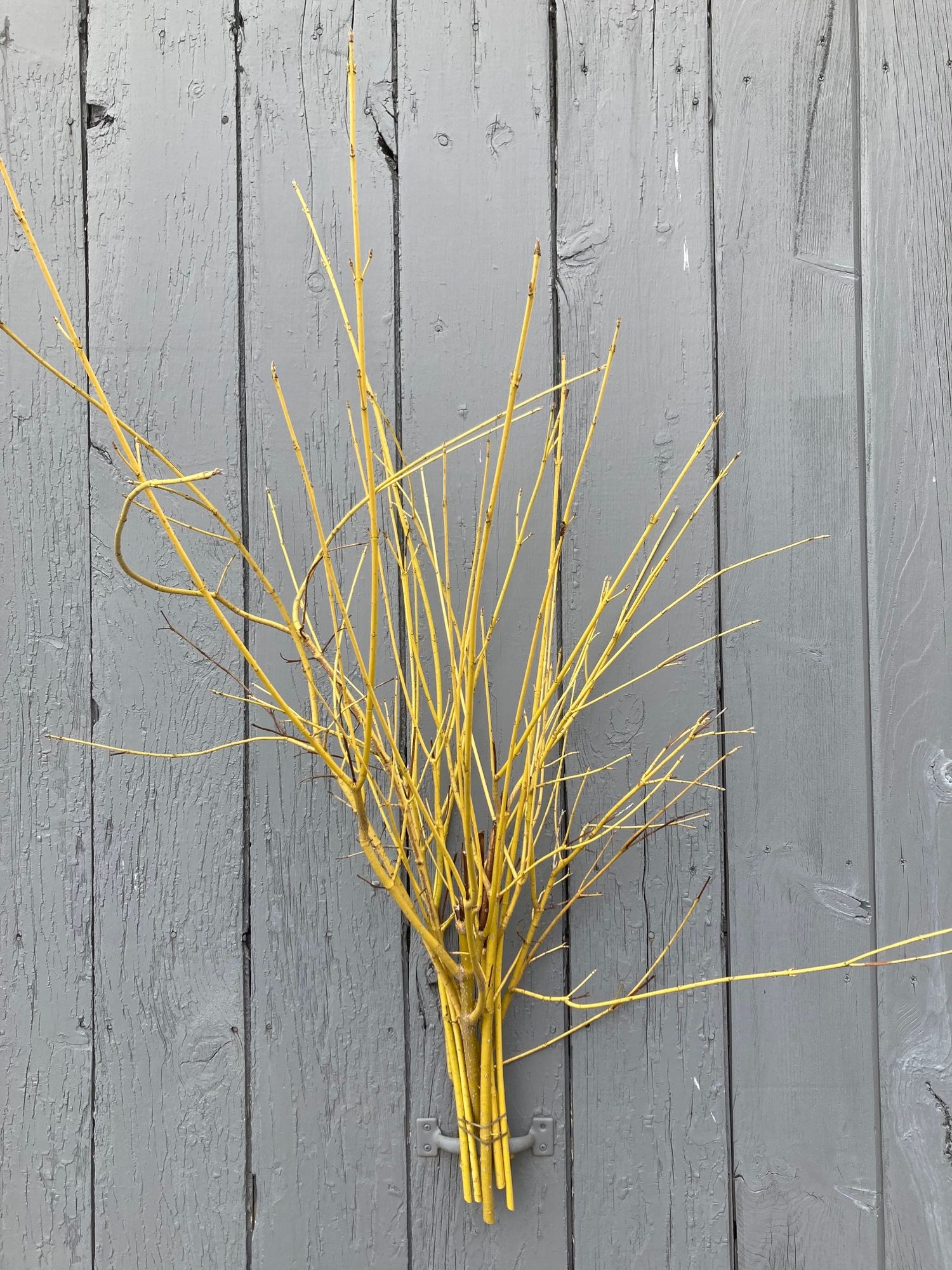 CORNUS alba Sibirica