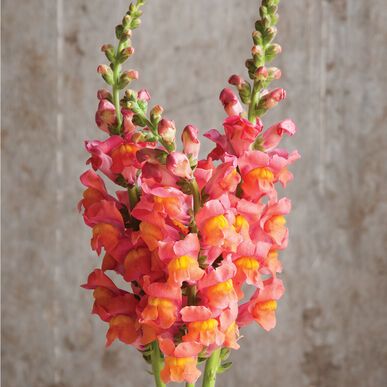 ANTIRRHINUM majus Potomac
