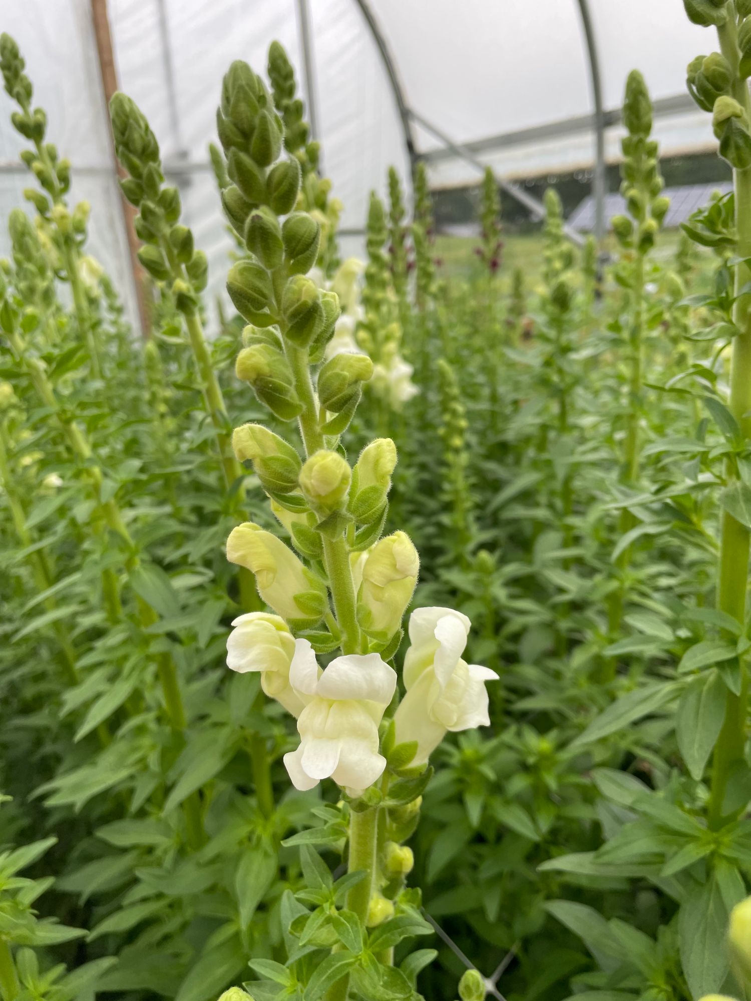 ANTIRRHINUM majus Potomac