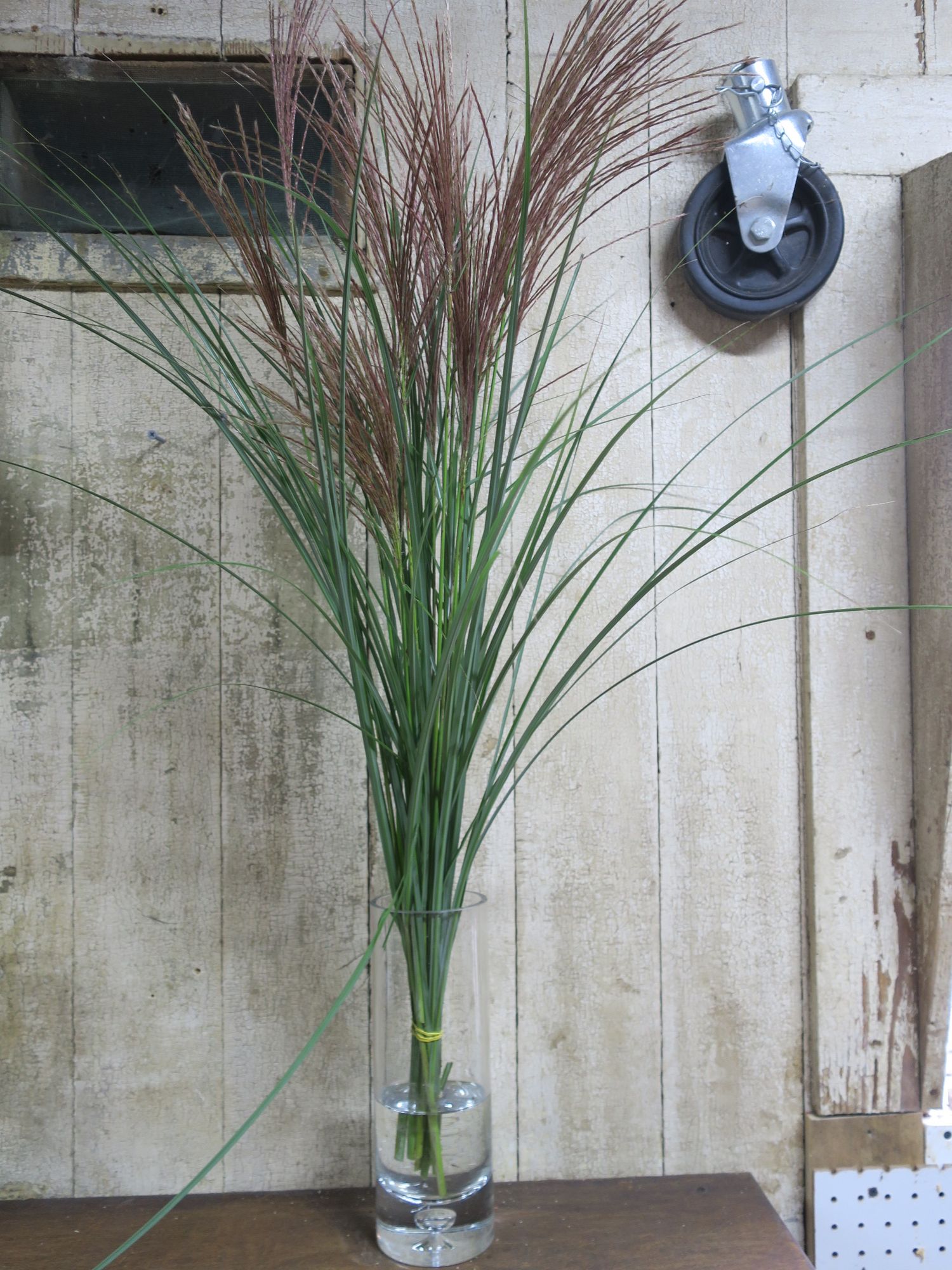 CORTADERIA fulvida