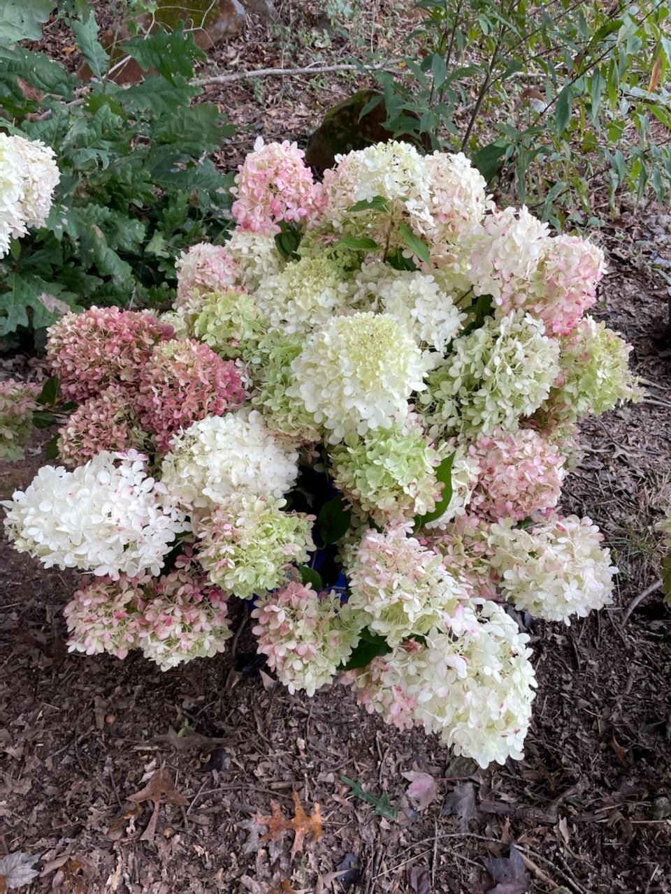 HYDRANGEA paniculata