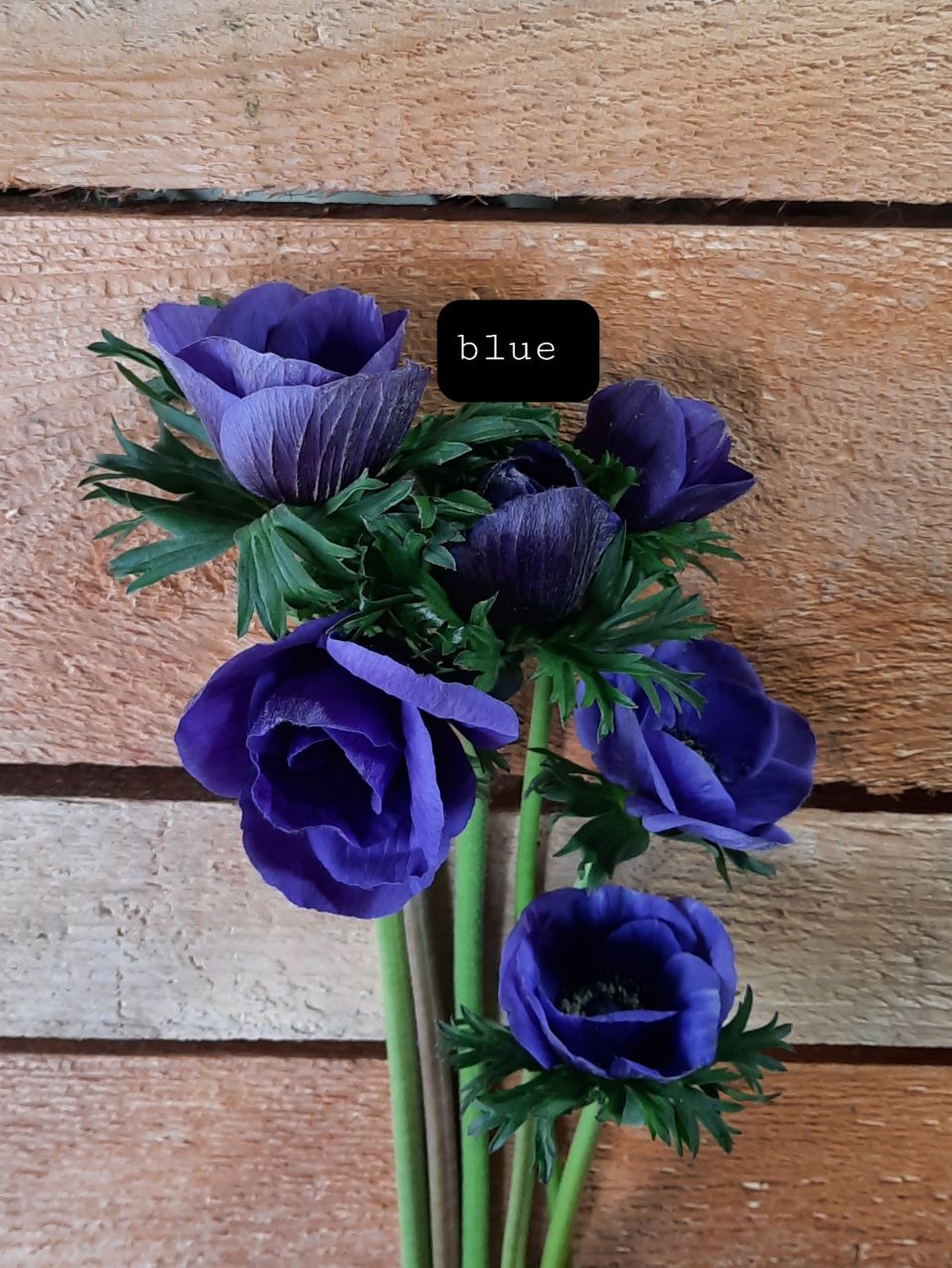 ANEMONE coronaria Galilee
