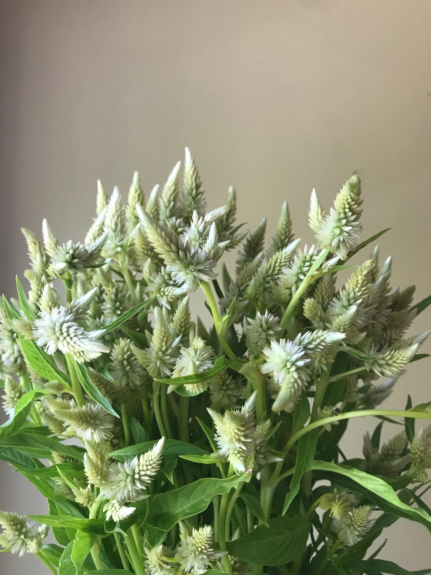 CELOSIA argentea spicata
