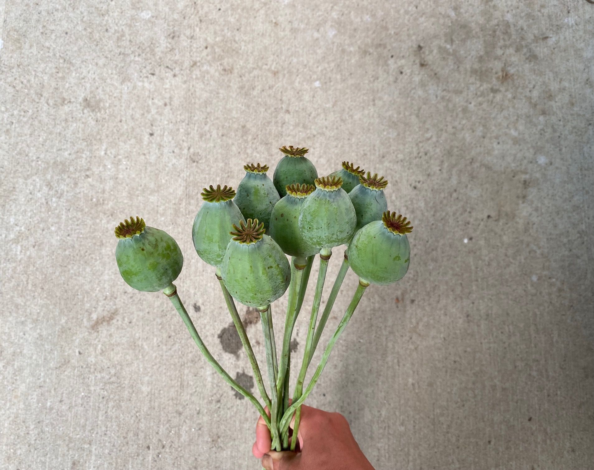 PAPAVER