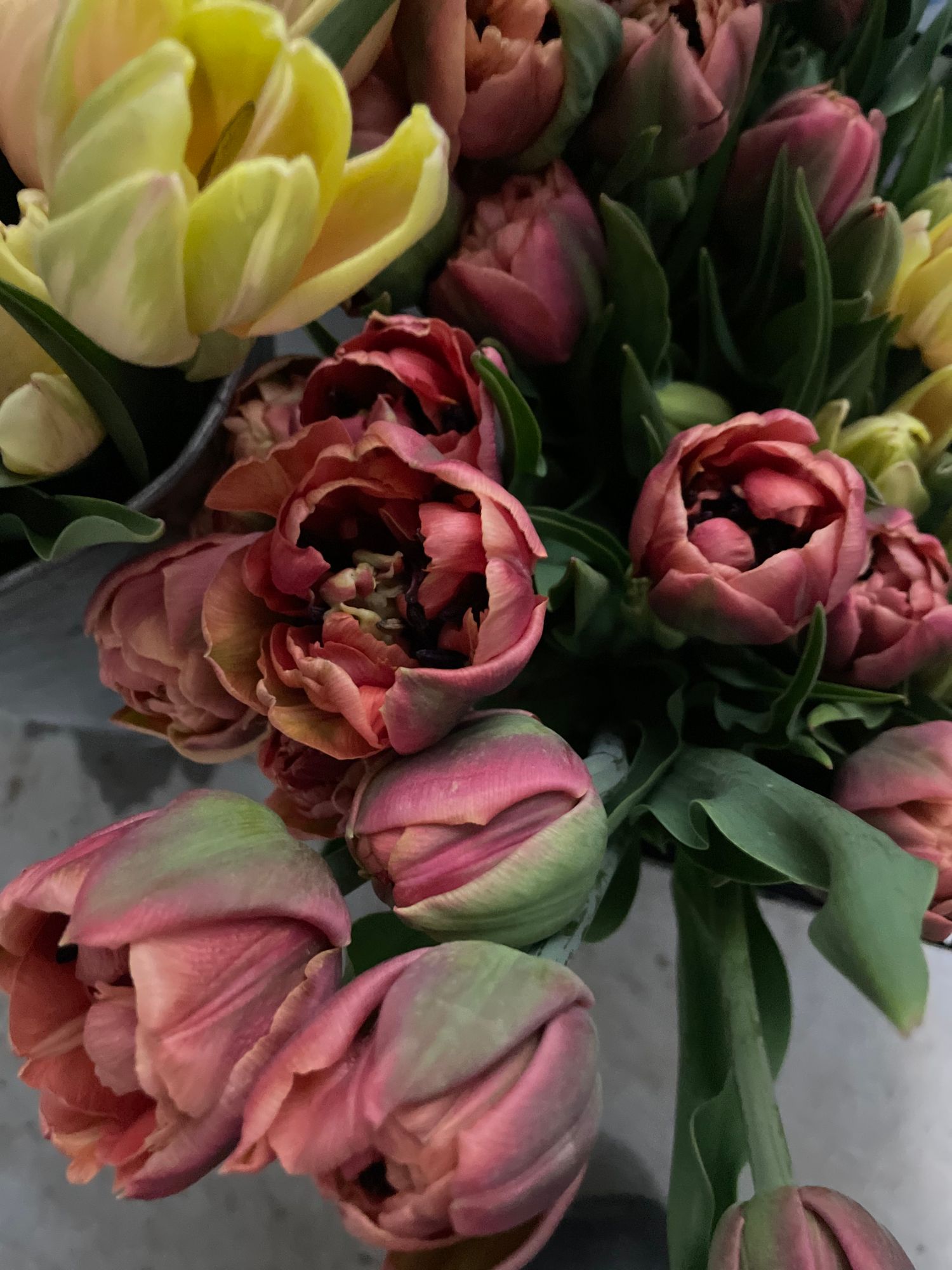 TULIPA Copper Image