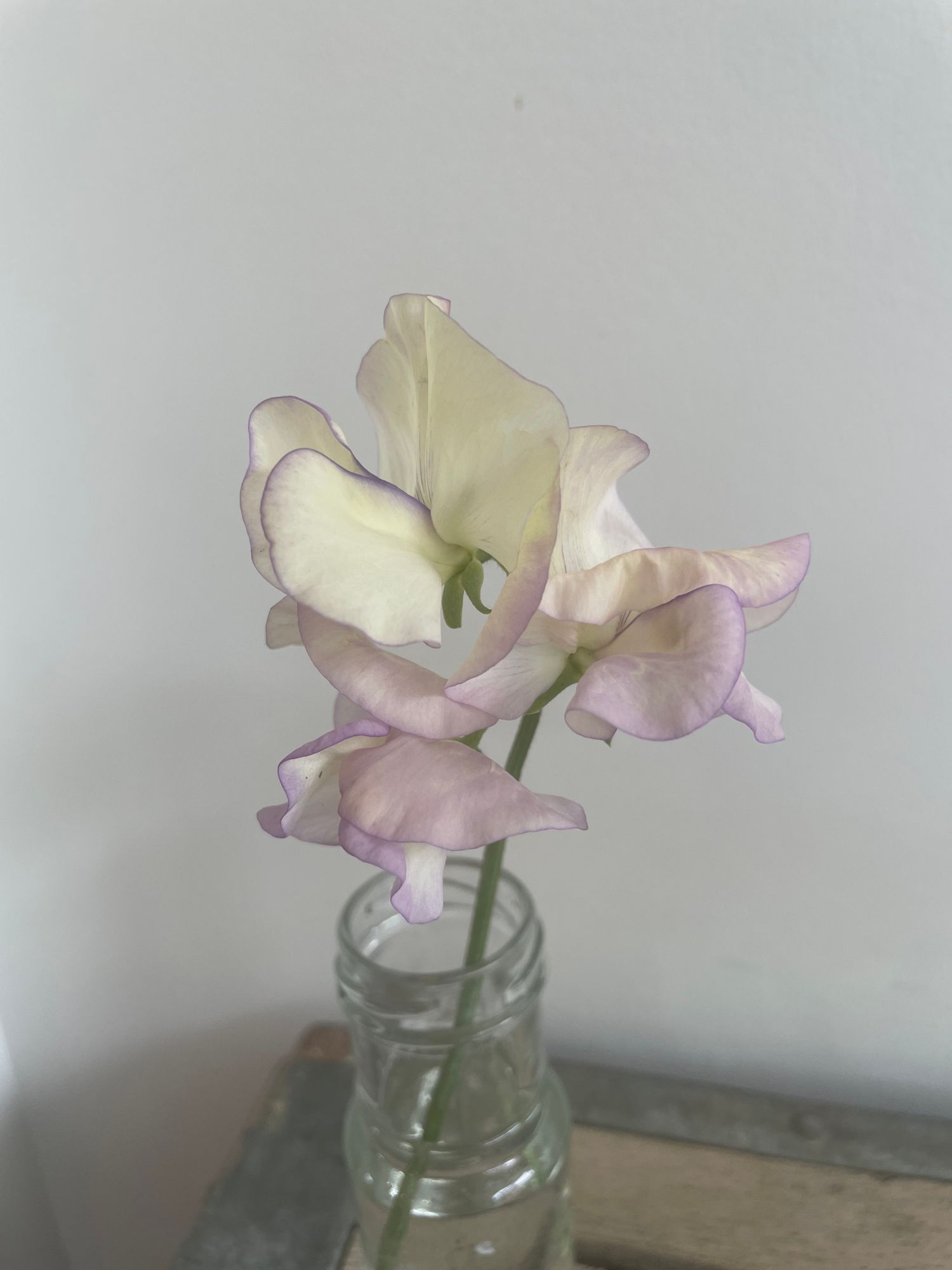 LATHYRUS odoratus April In Paris