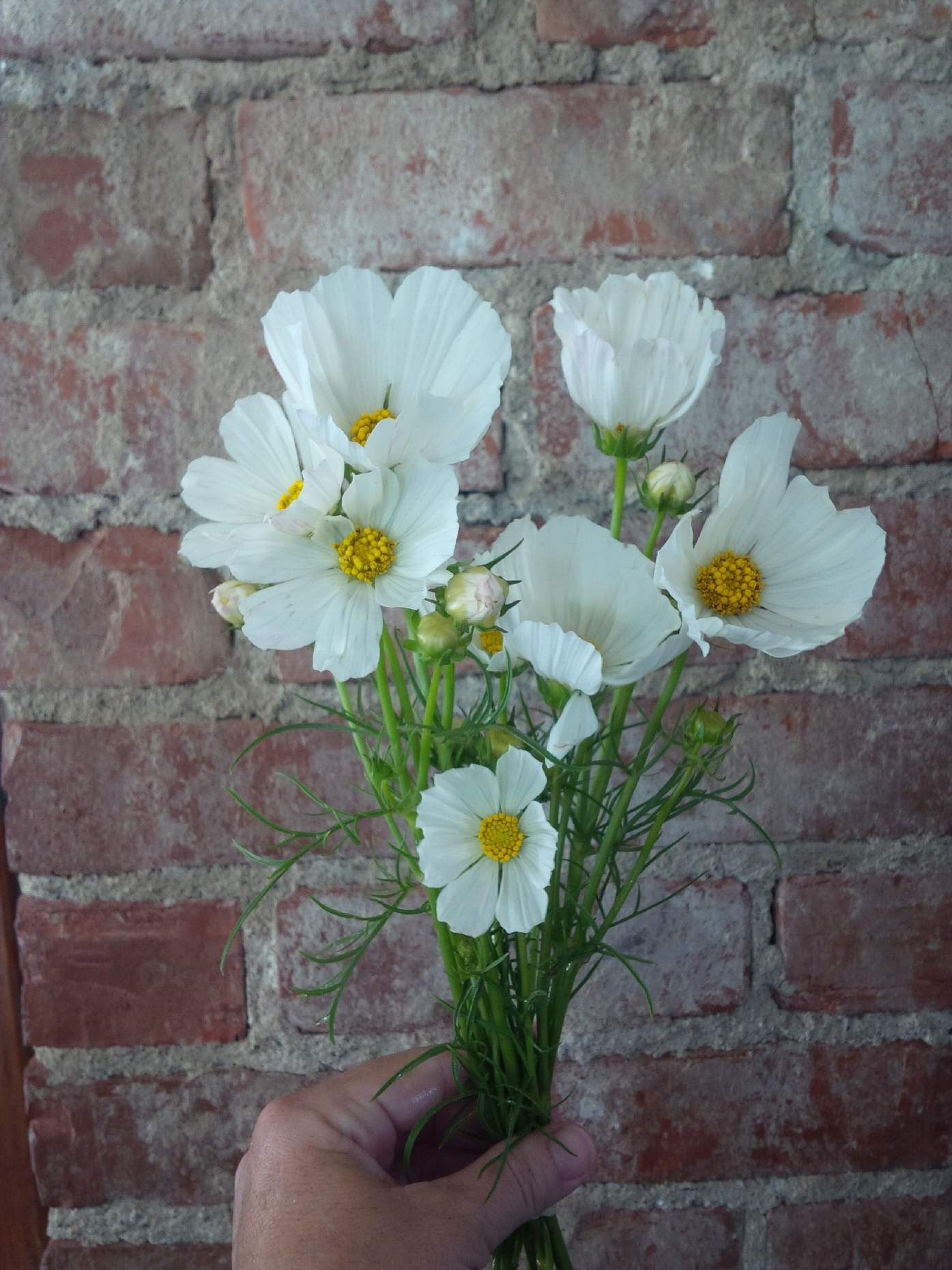 COSMOS