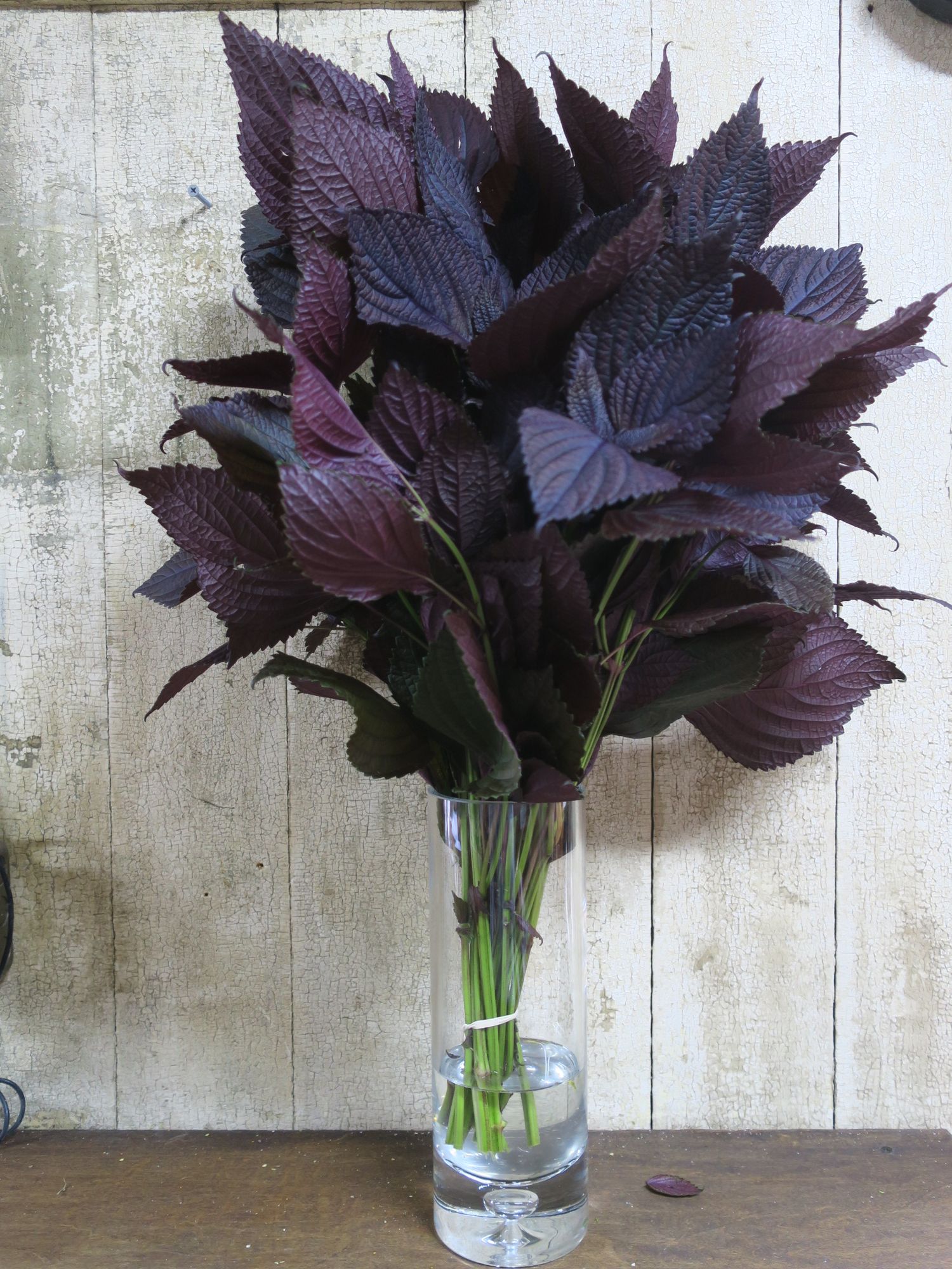 PERILLA frutescens