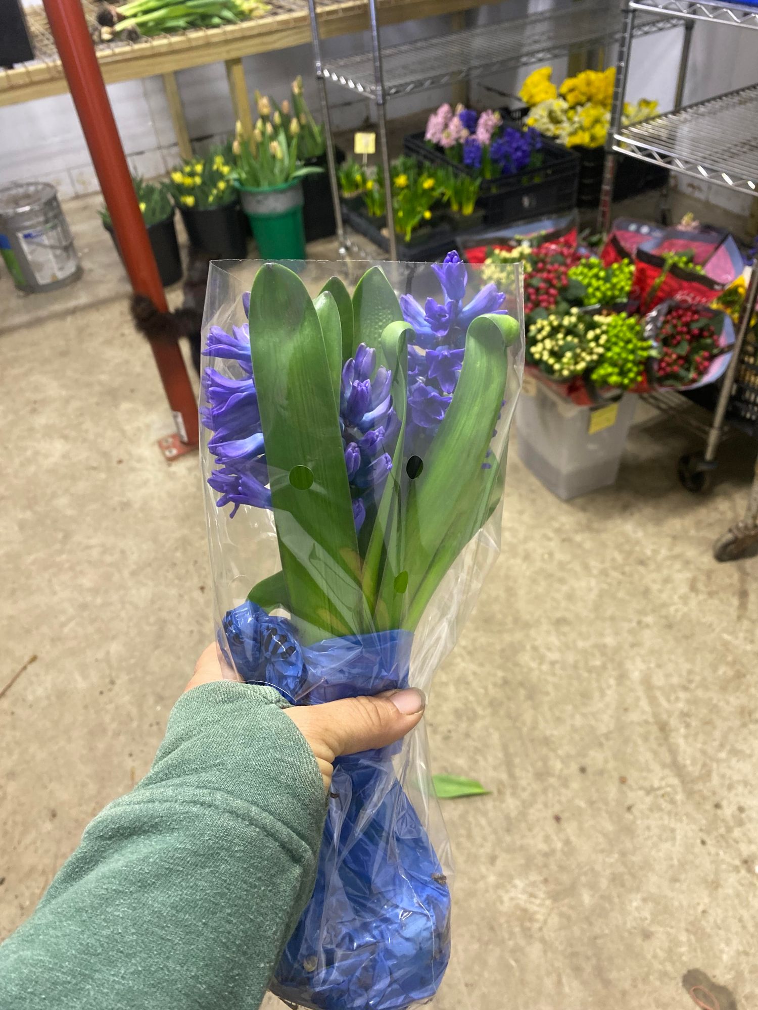 HYACINTHUS orientalis