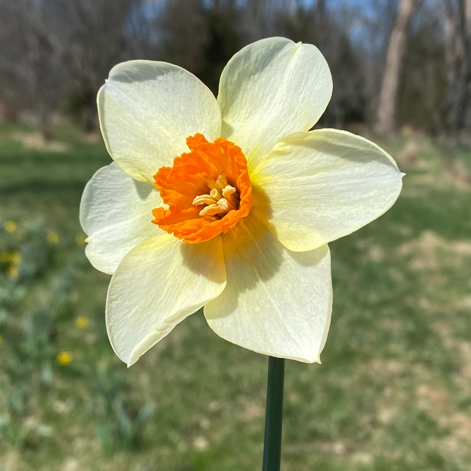 NARCISSUS