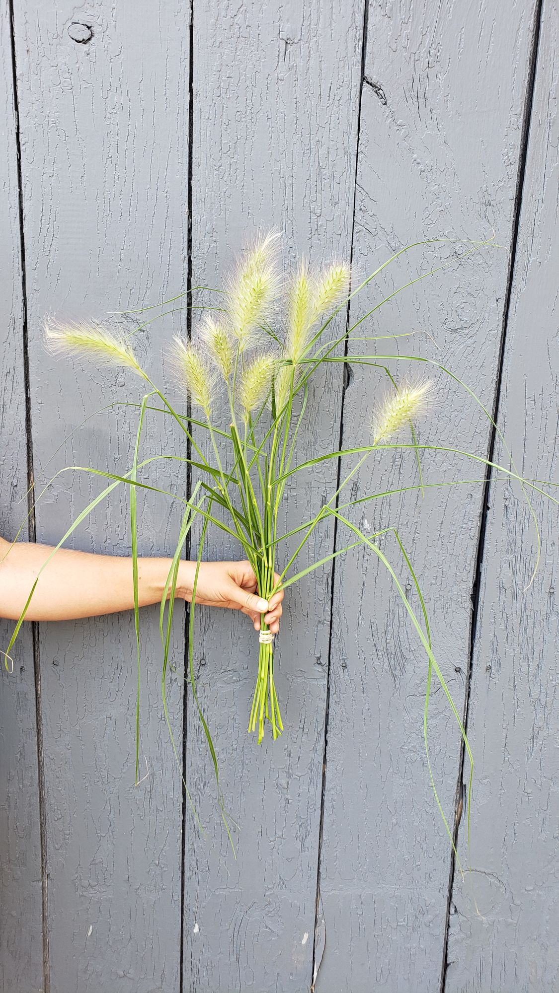 PENNISETUM villosum Feather Top