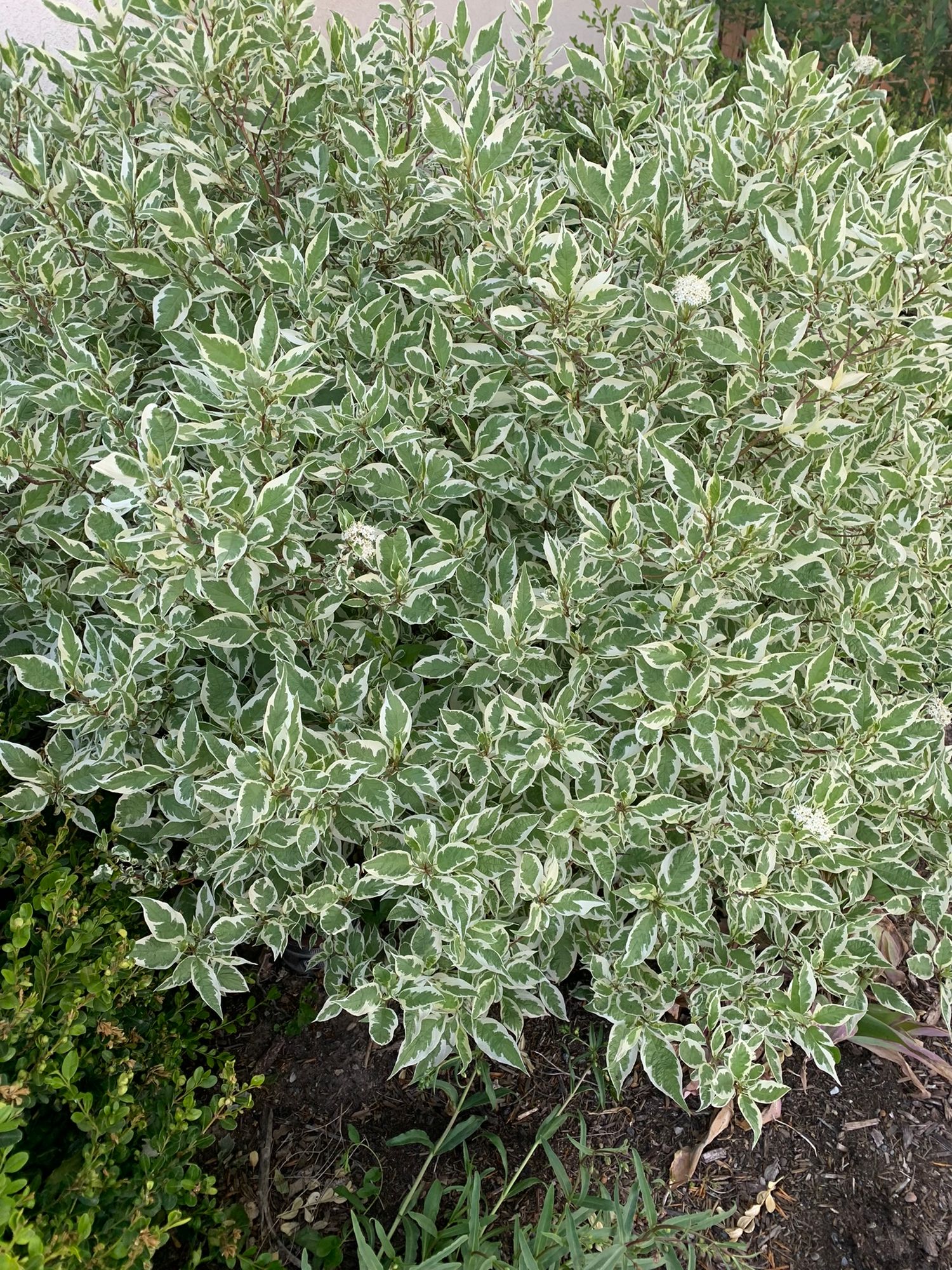 CORNUS alba Sibirica