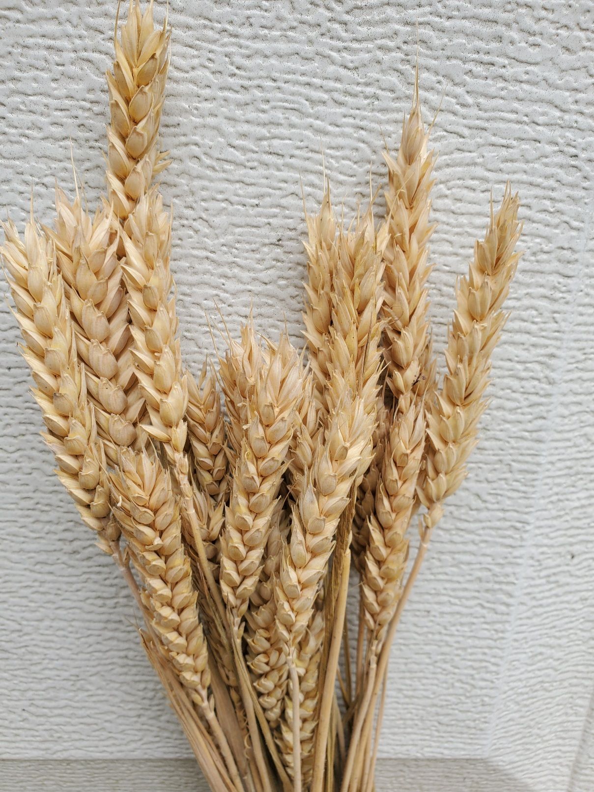TRITICALE hibernum Dried