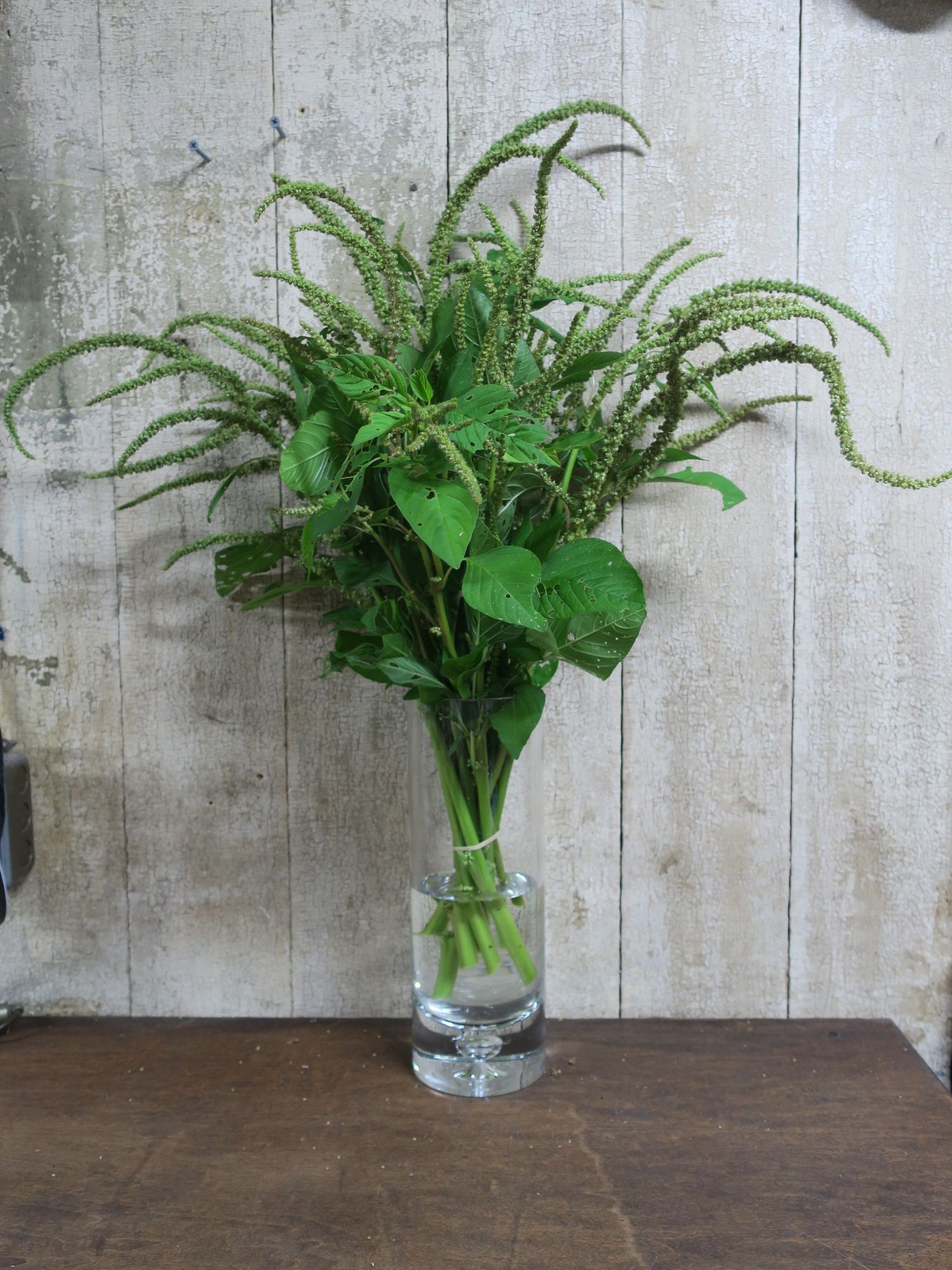AMARANTHUS