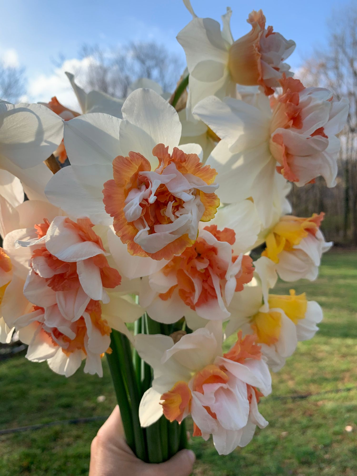 NARCISSUS Replete