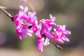 CERCIS canadensis