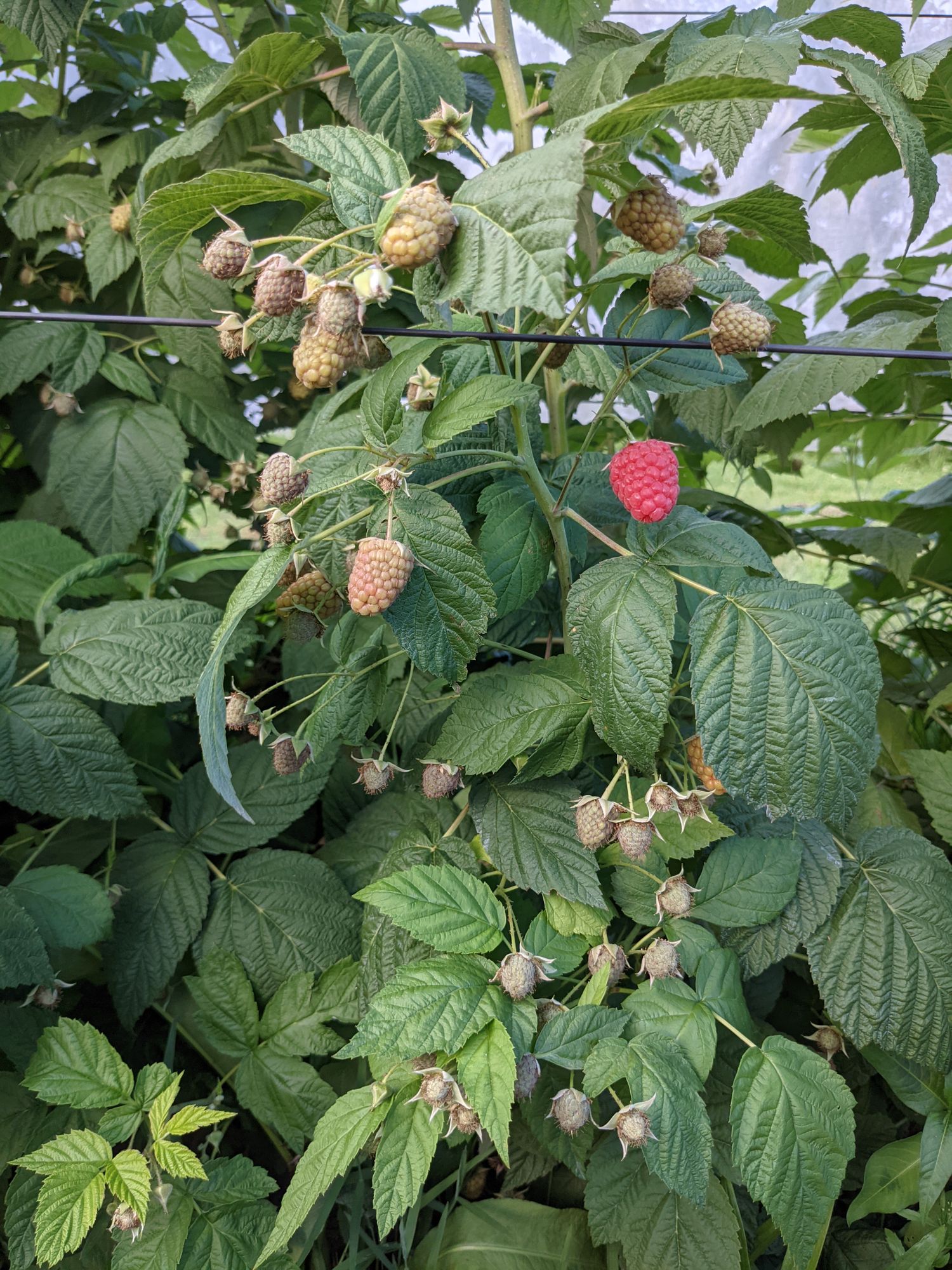 RUBUS idaeus