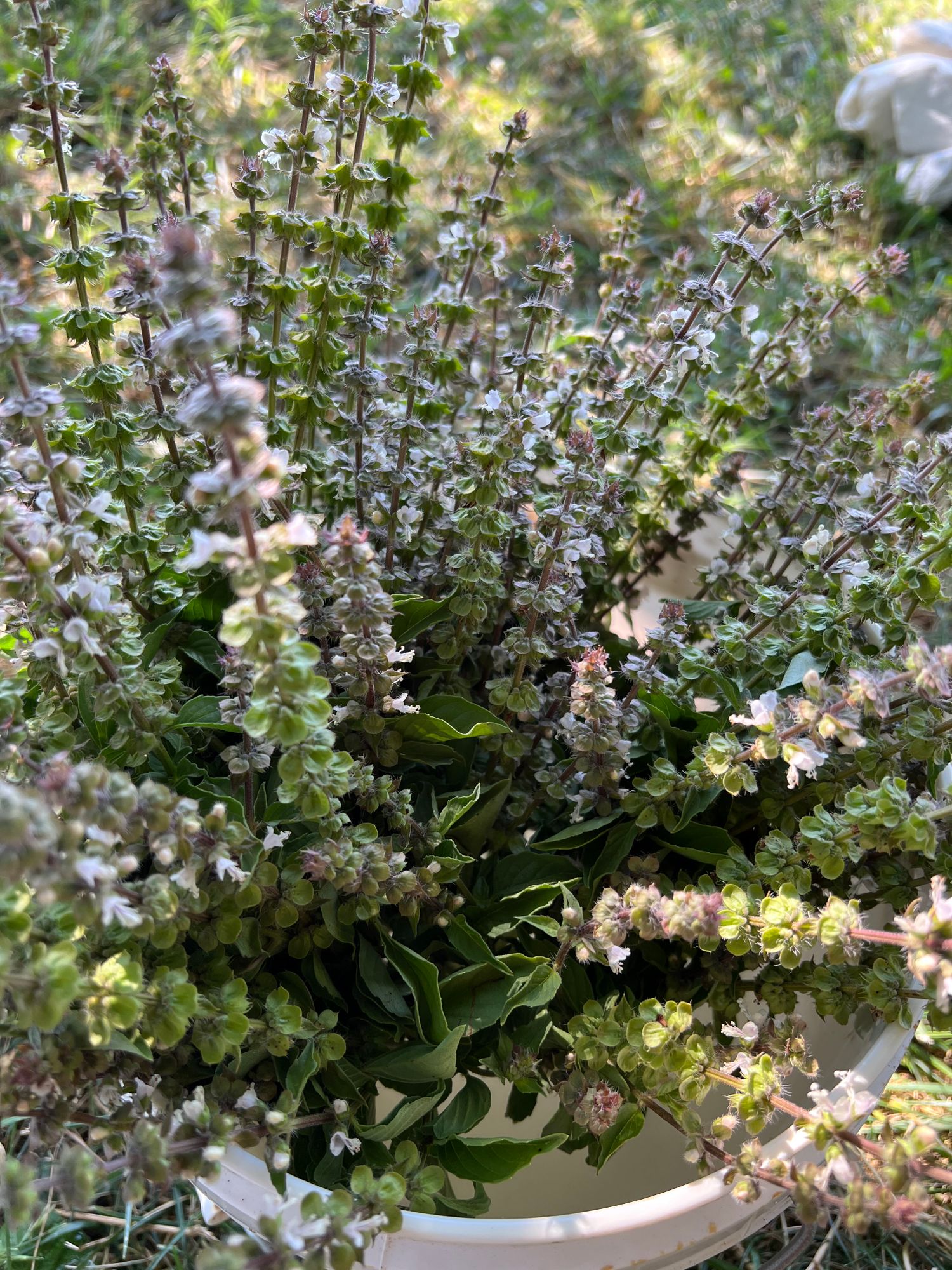 OCIMUM basilicum Citriodora