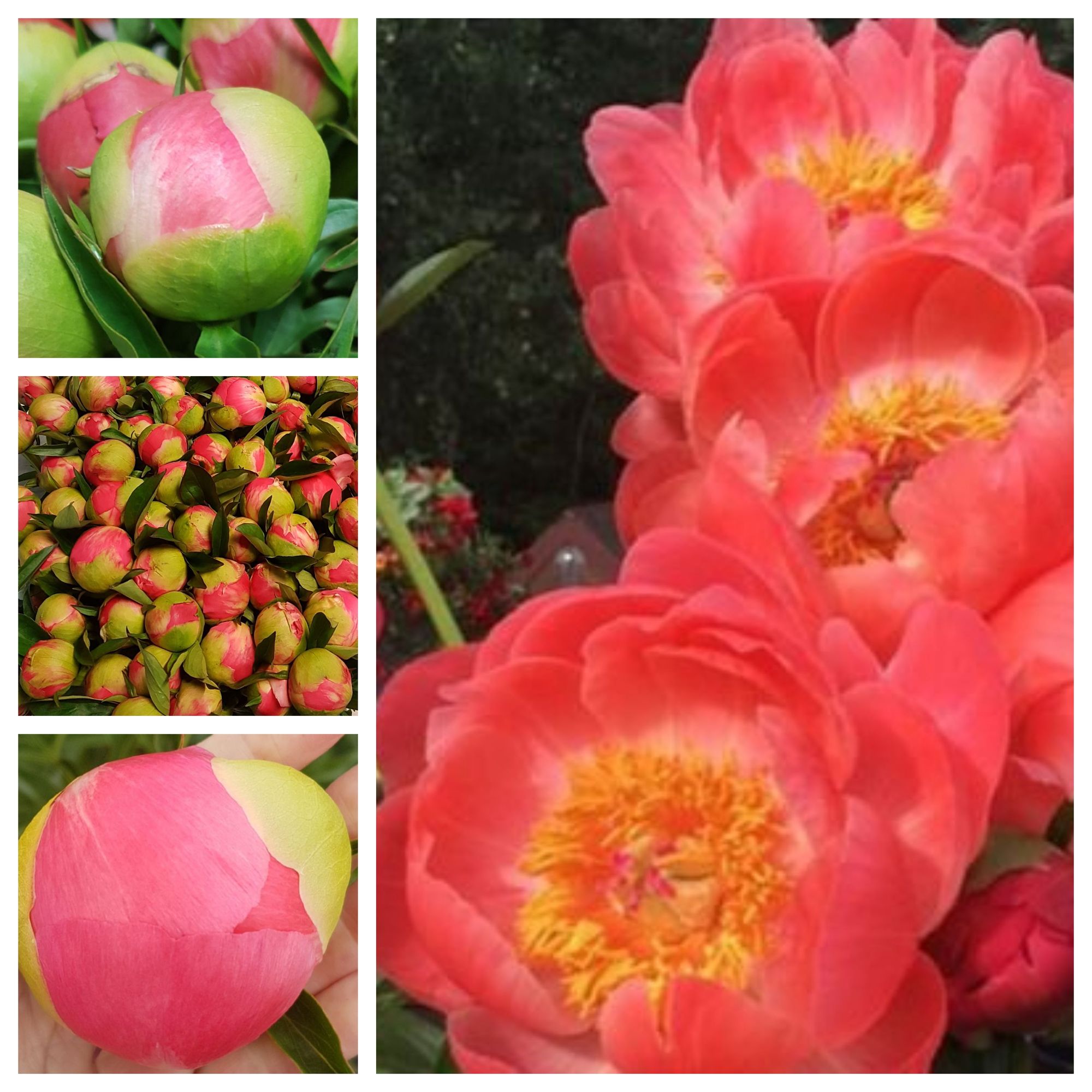 Coral Charm - Standard Grade