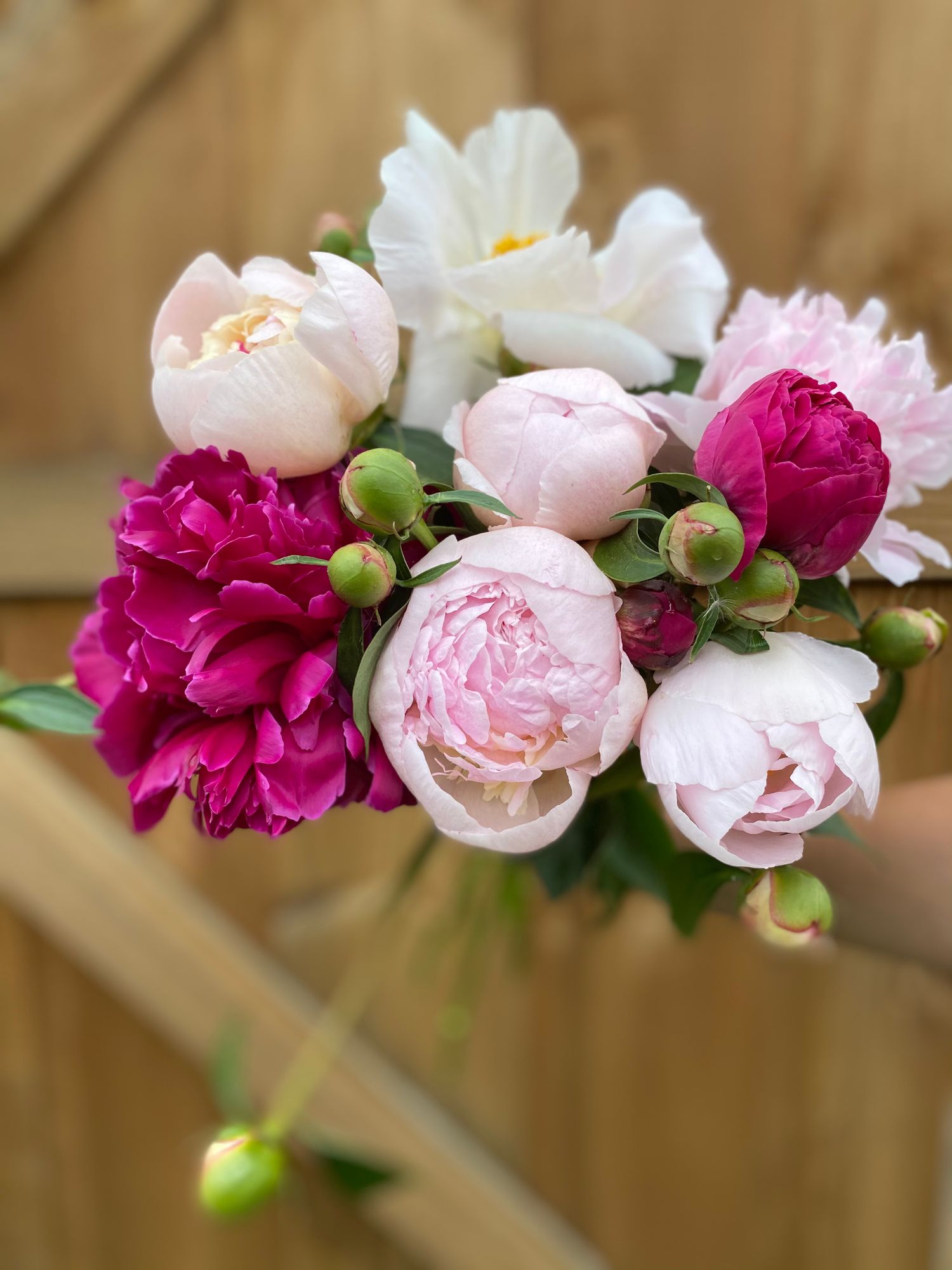 PAEONIA lactiflora