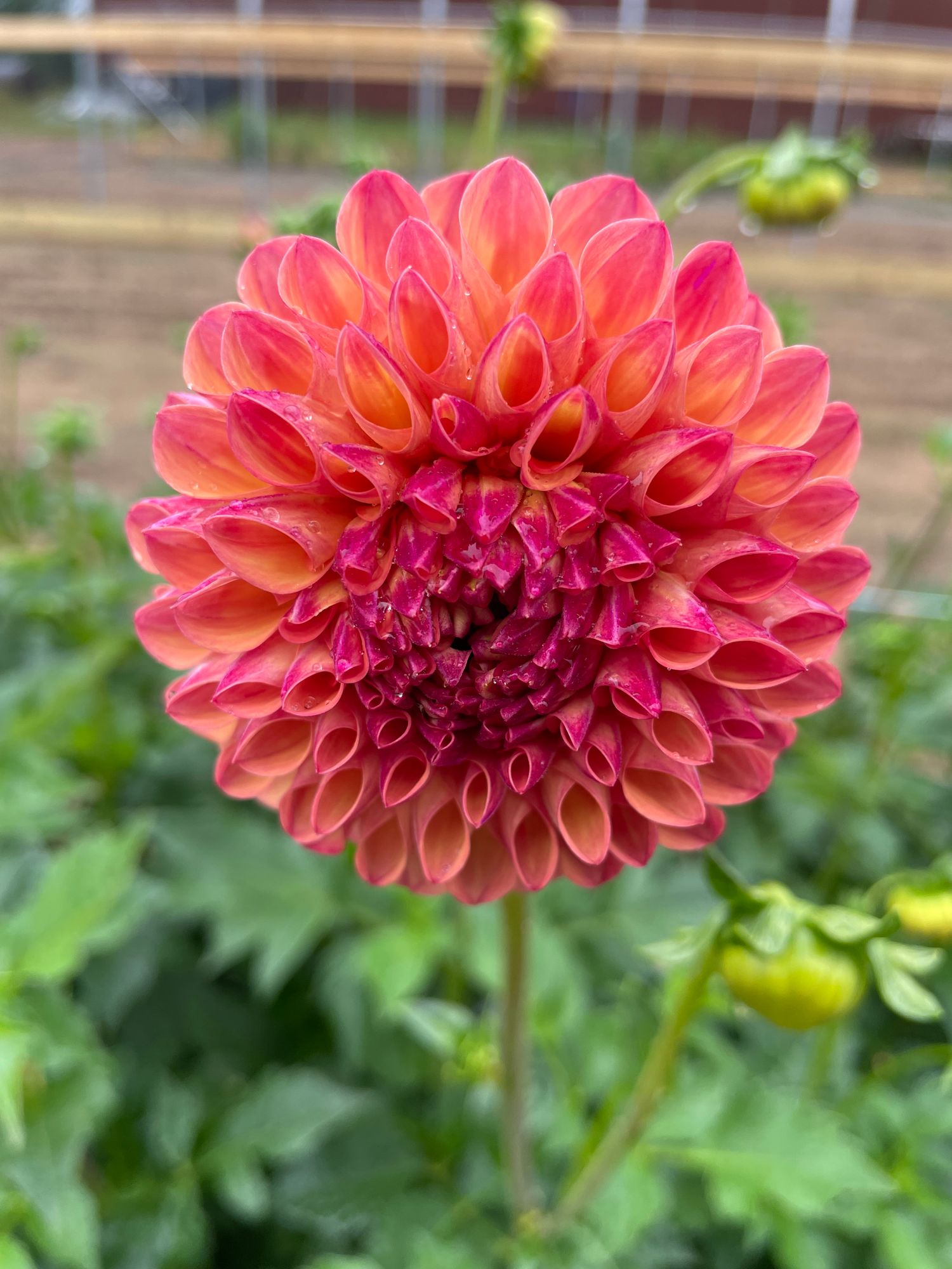 DAHLIA Robin Hood