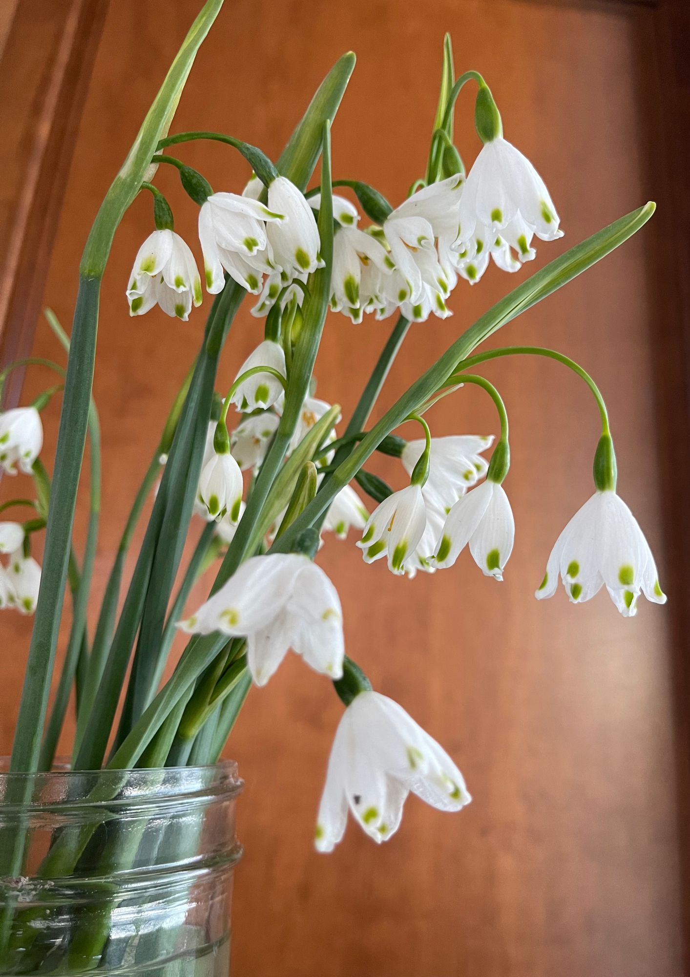 LEUCOJUM aestivum Gravetye Giant