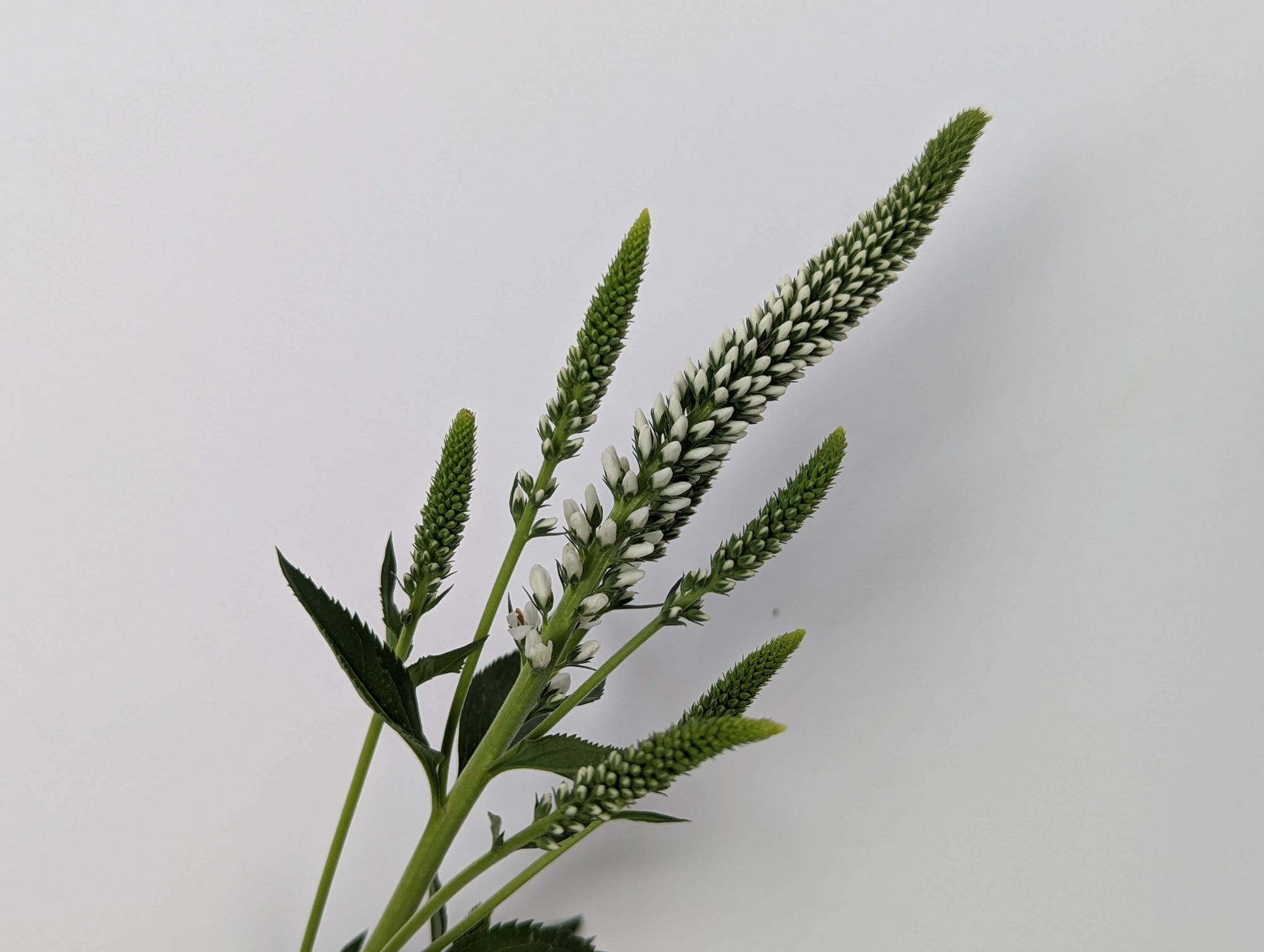 VERONICA spicata Magic Show White Wands