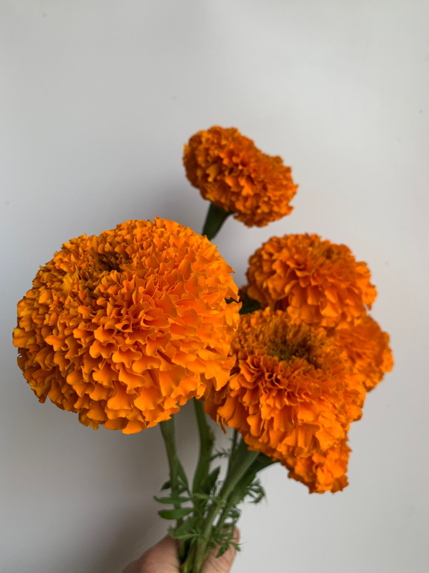 TAGETES patula Pinwheel