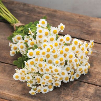 TANACETUM parthenium Magic Single