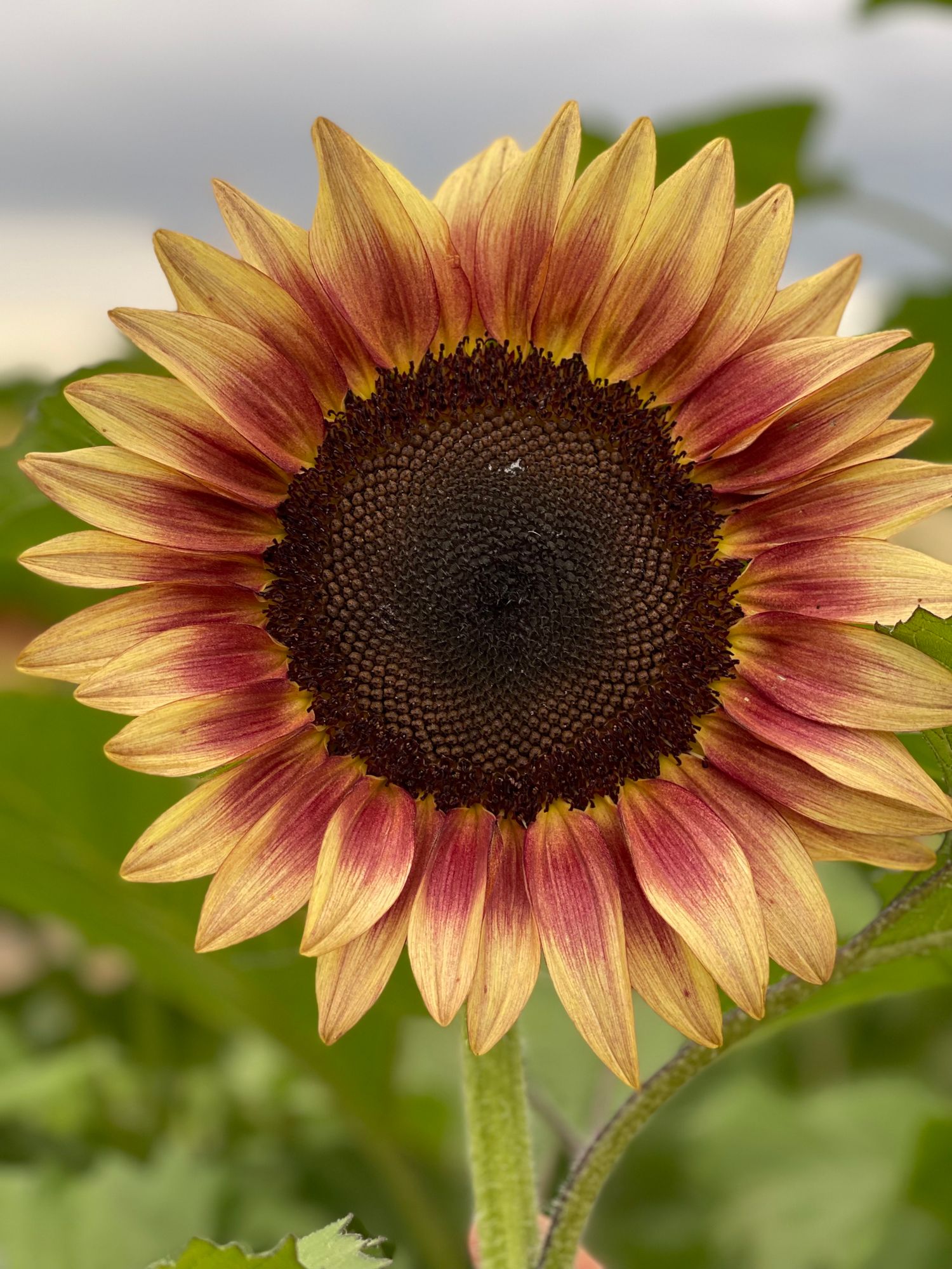 HELIANTHUS annuus ProCut