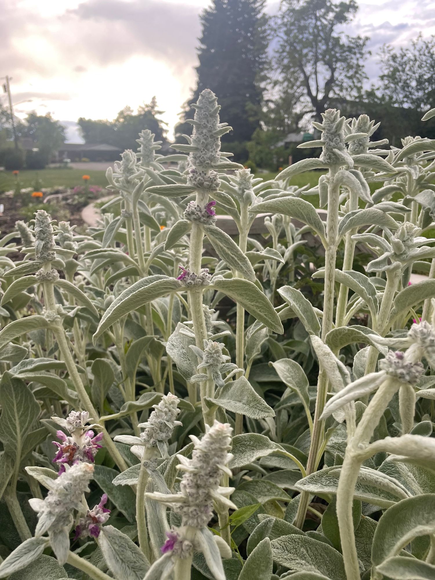 STACHYS byzantina