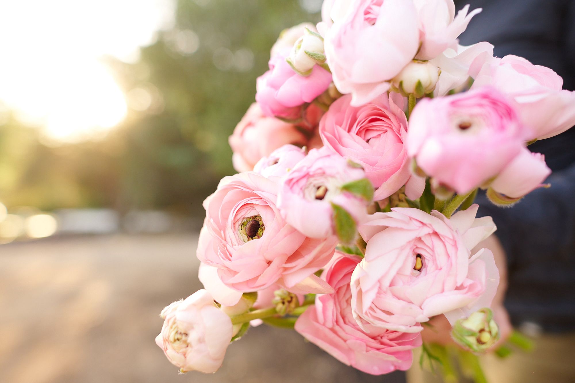 RANUNCULUS Juliette