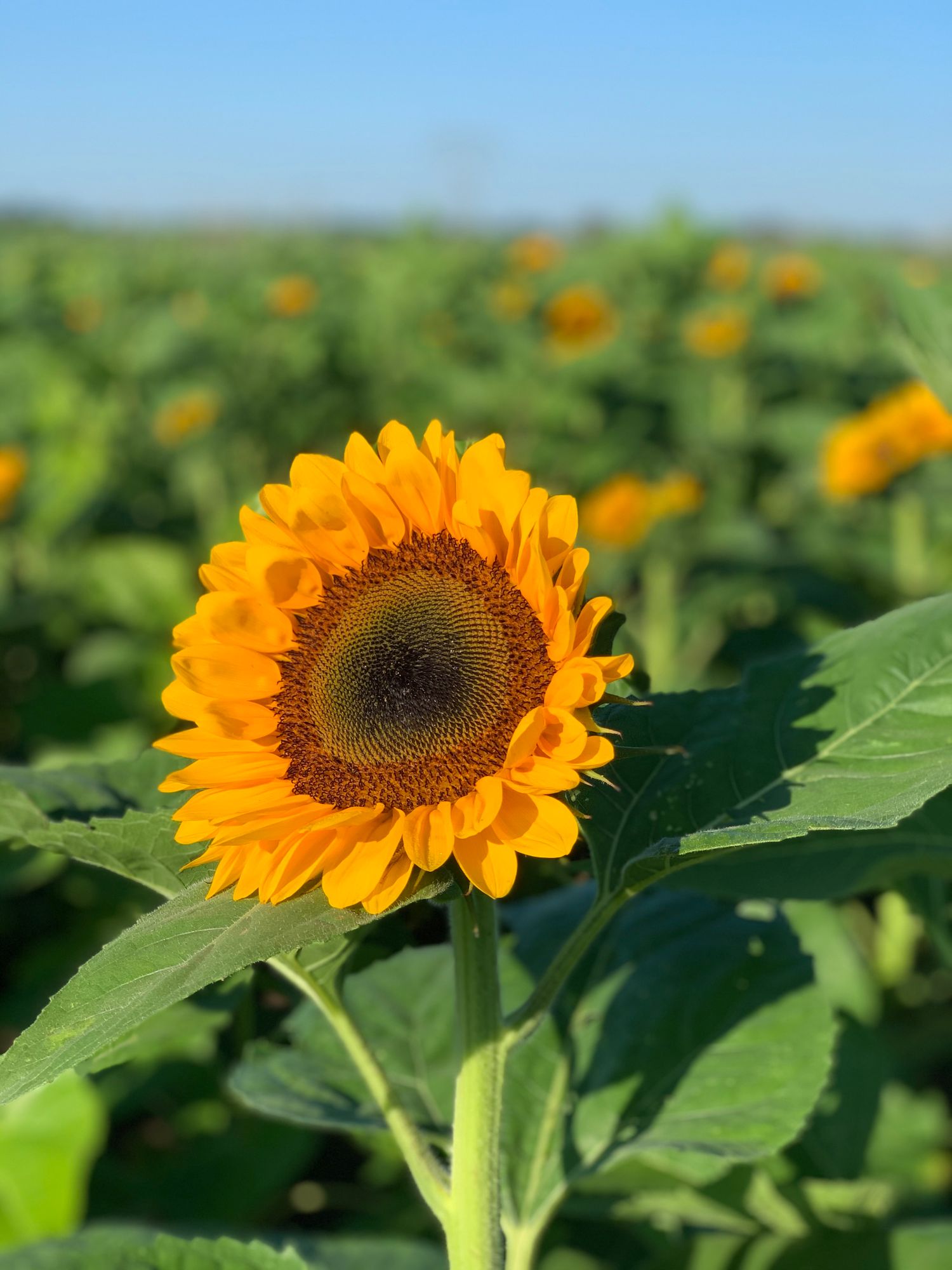 HELIANTHUS annuus ProCut