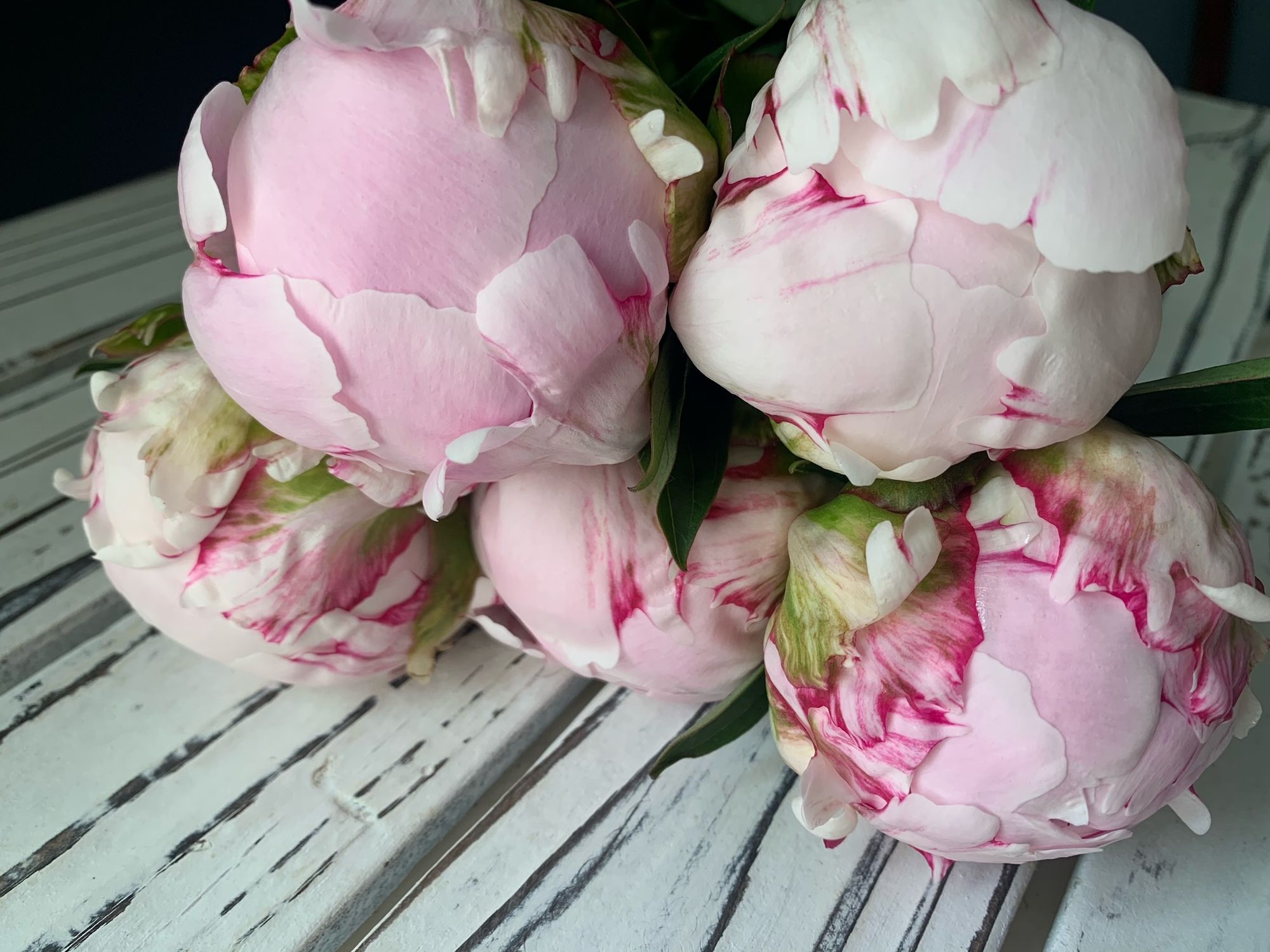 PAEONIA lactiflora Sarah Bernhardt
