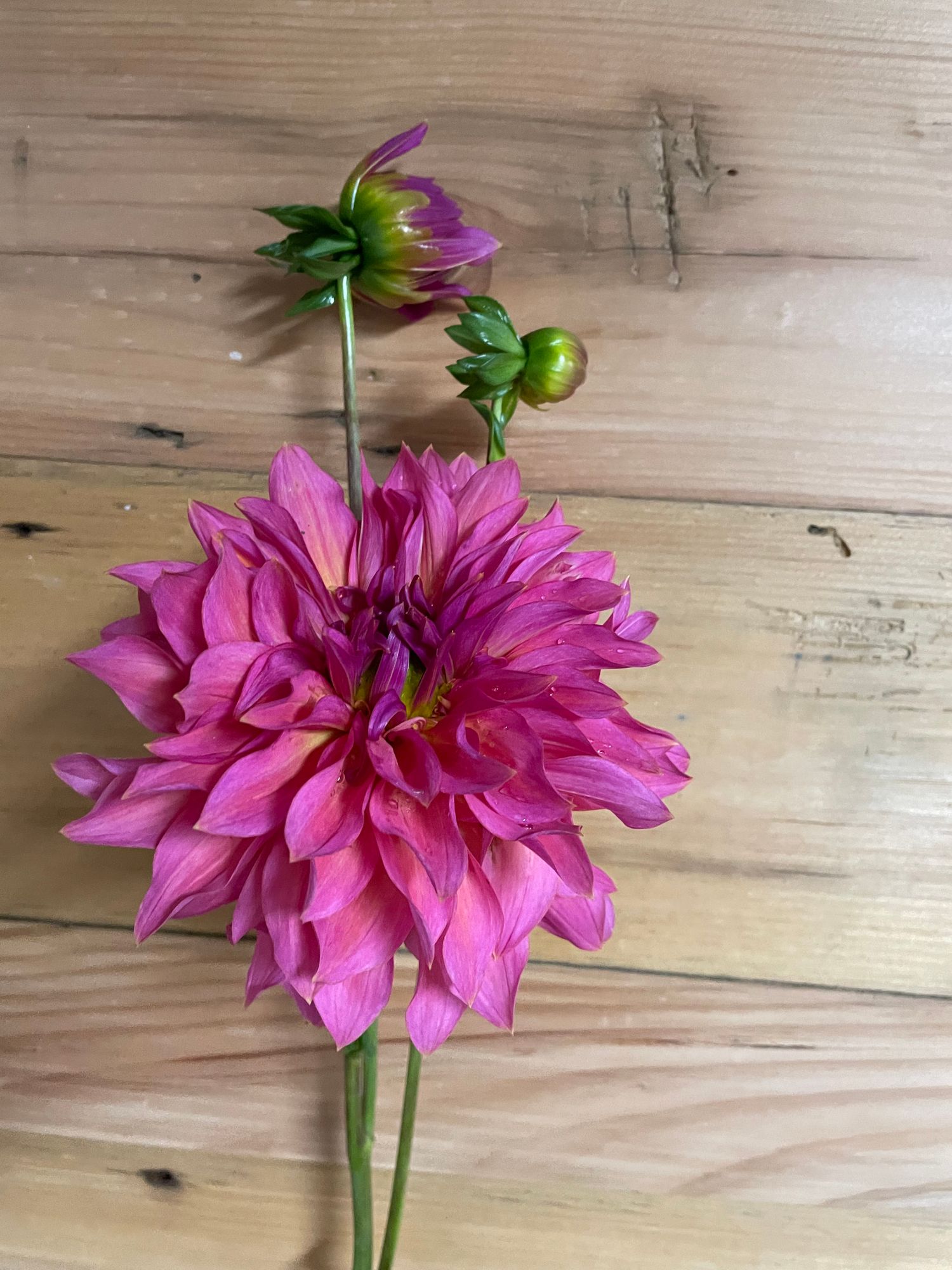 DAHLIA