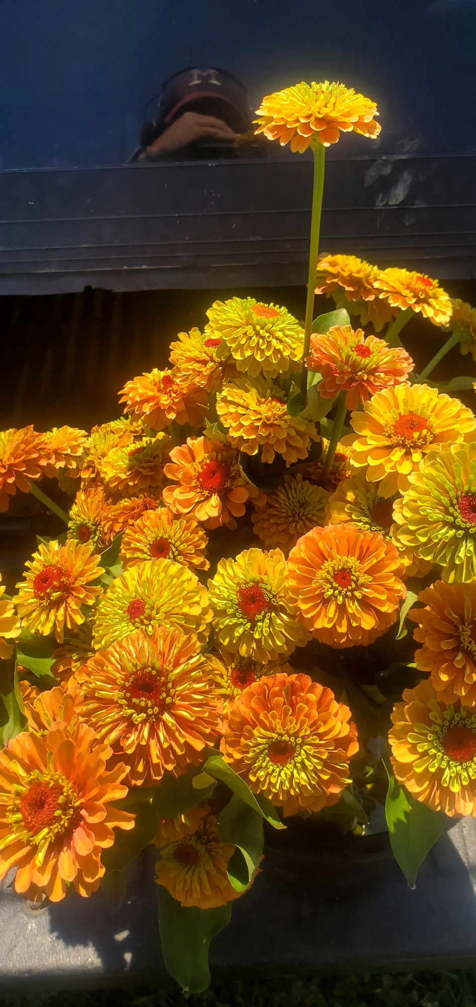 ZINNIA elegans Queen Series
