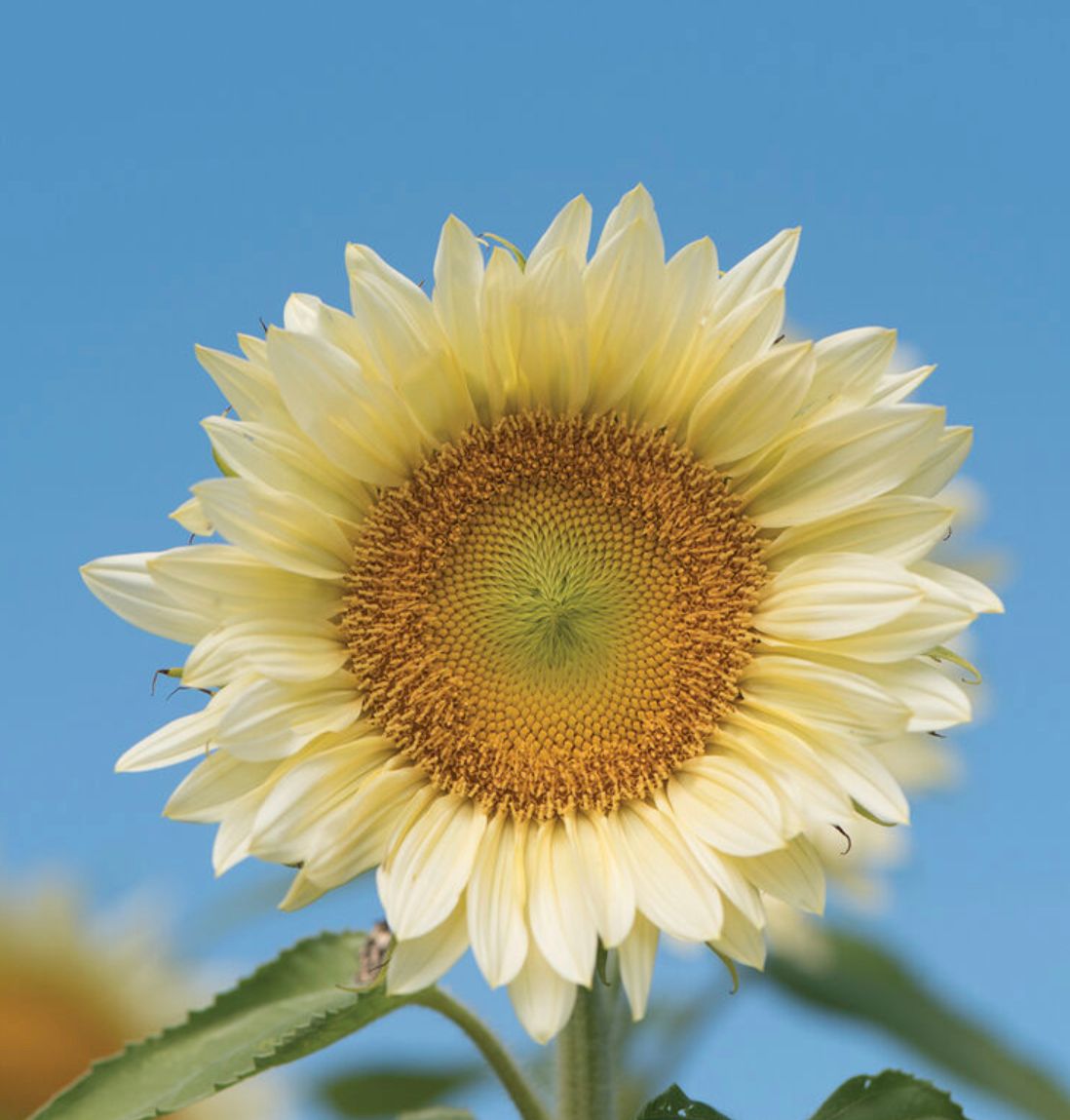 HELIANTHUS annuus ProCut