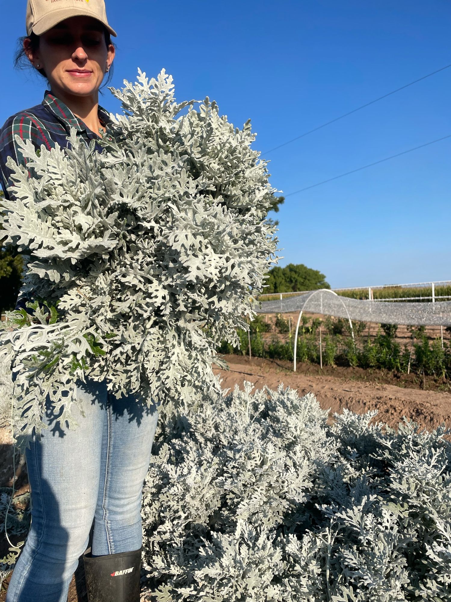 SENECIO cineraria